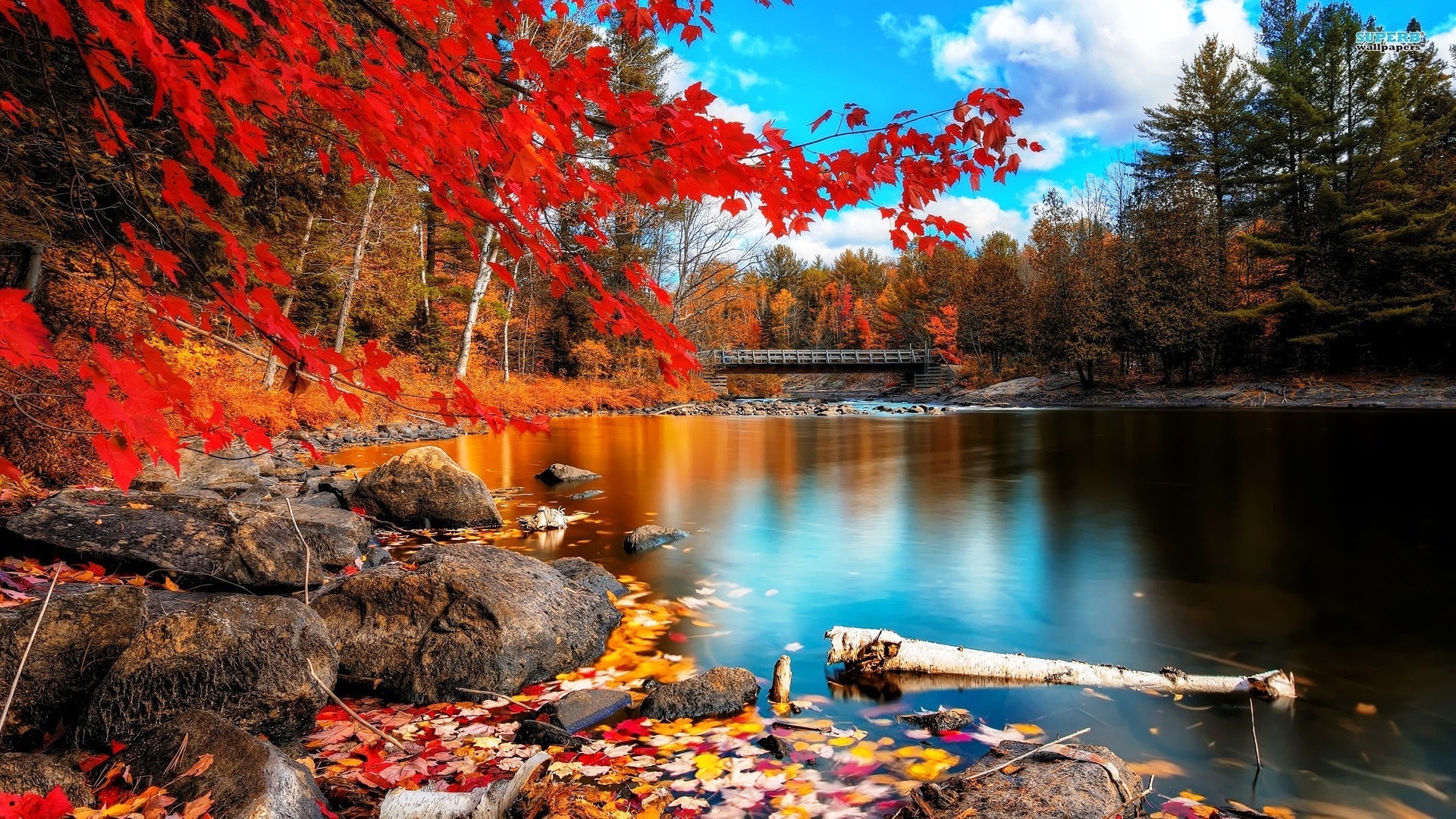 Autumn river landscape with red maple leaves and a bridge HD Wallpaper