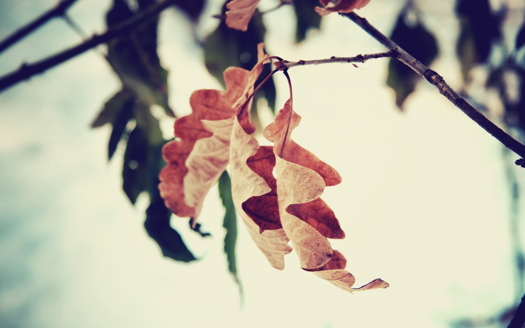 Close up of dry oak leaves on a branch HD Wallpaper