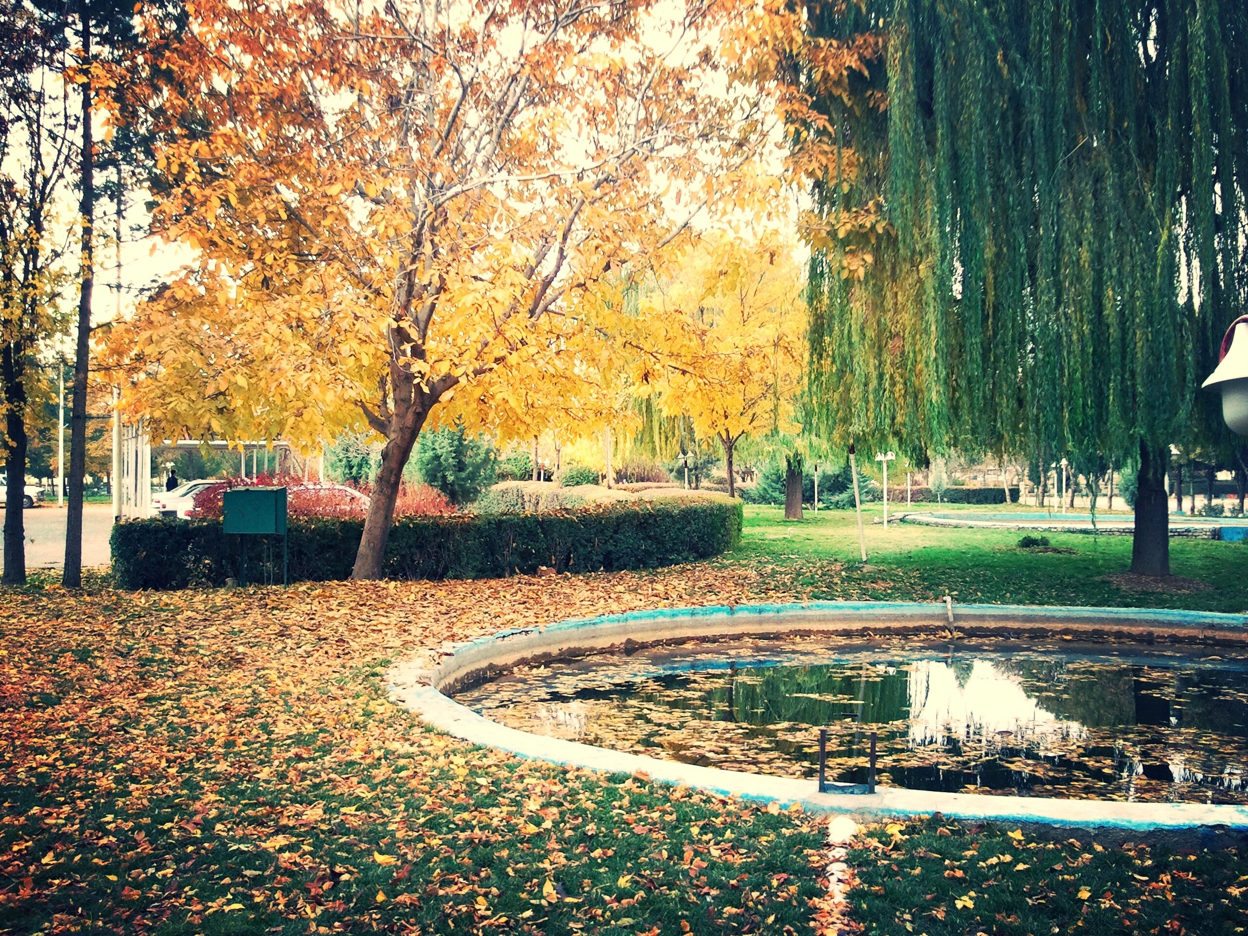Autumn park with pond and fallen leaves in Kermanshah, Iran HD Wallpaper