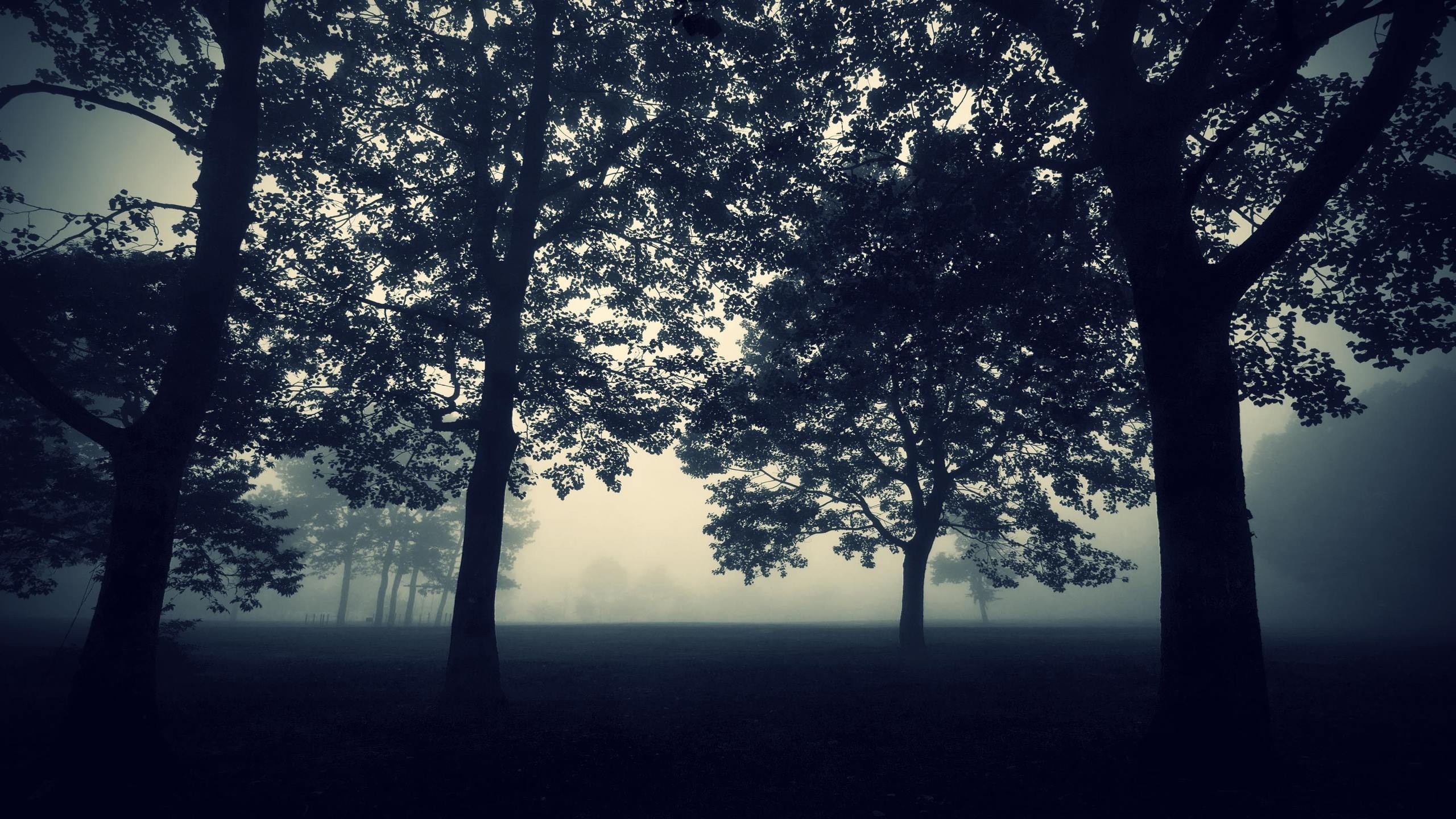Misty forest with silhouetted trees at dawn HD Wallpaper