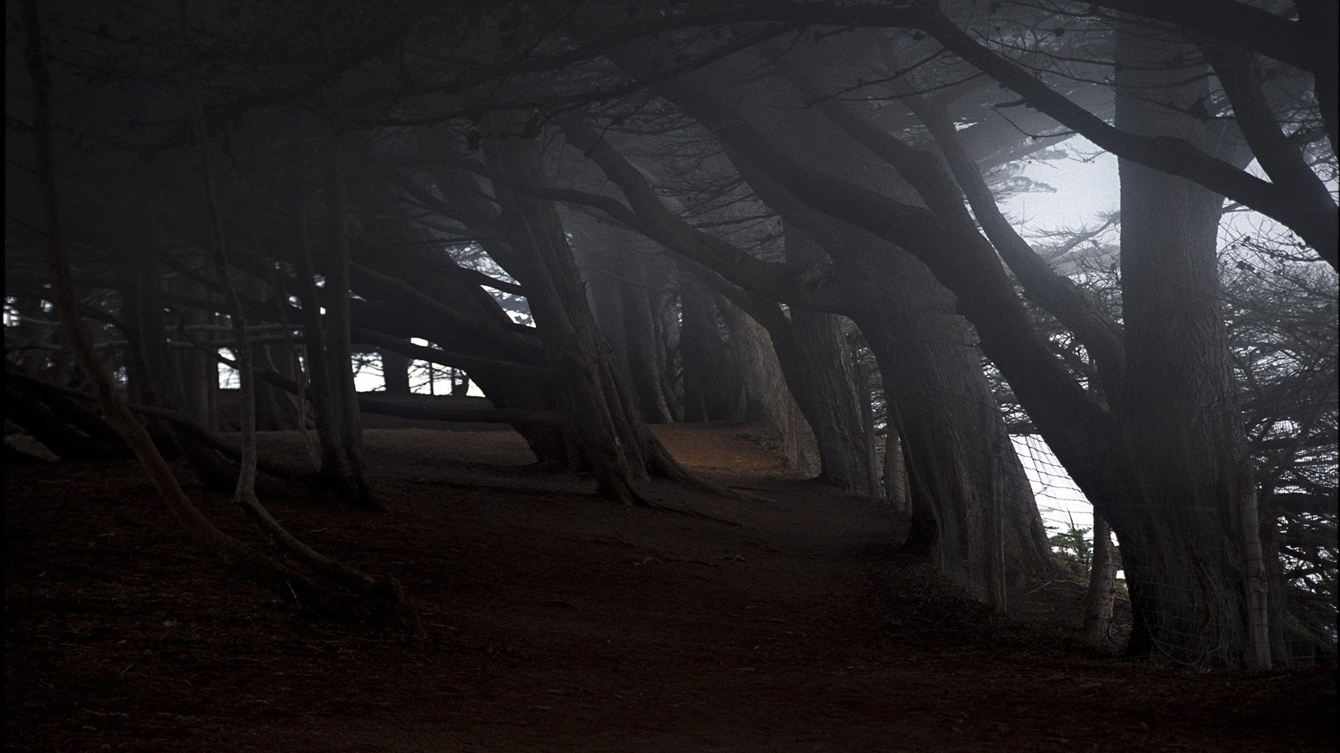 Dark forest path with trees and mist HD Wallpaper