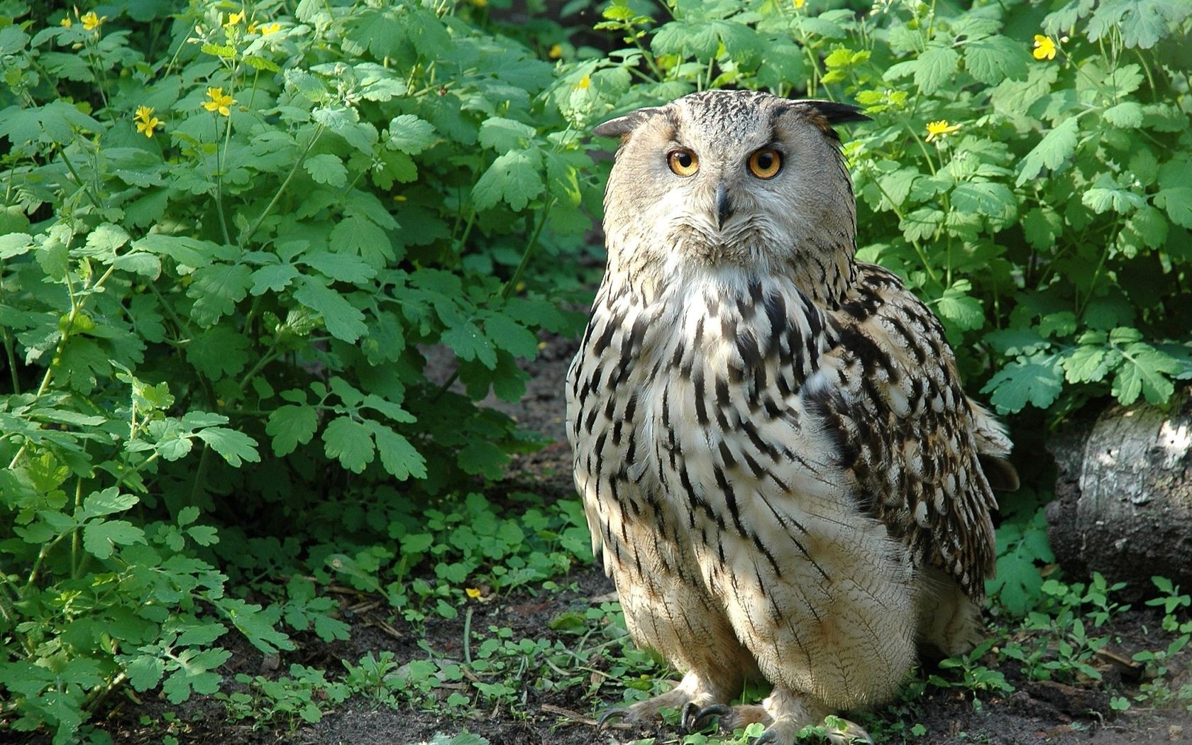 Eurasian Eagle-Owl perched in green foliage HD Wallpaper