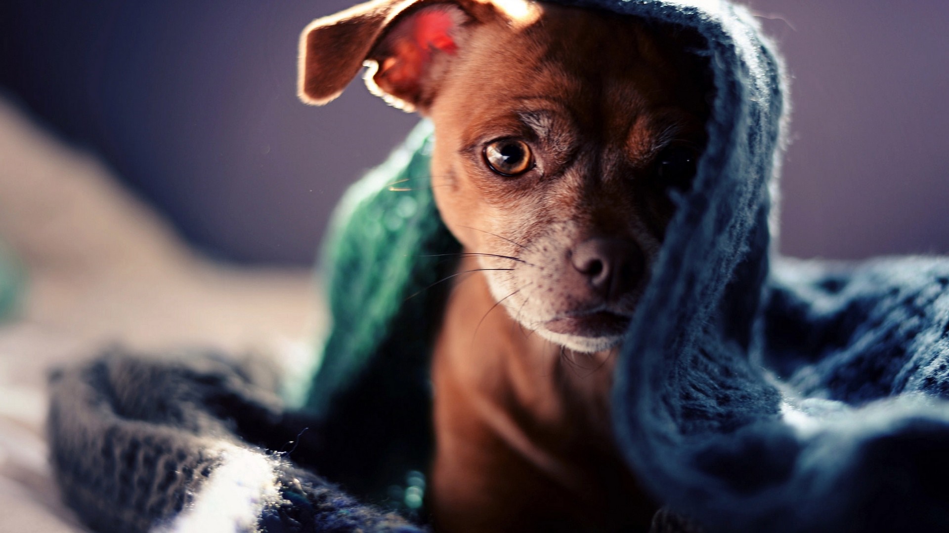 Chihuahua dog peeking from under a blue blanket HD Wallpaper