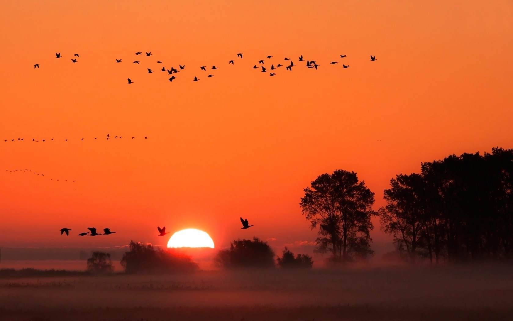 Flock of birds flying at sunset over misty landscape HD Wallpaper