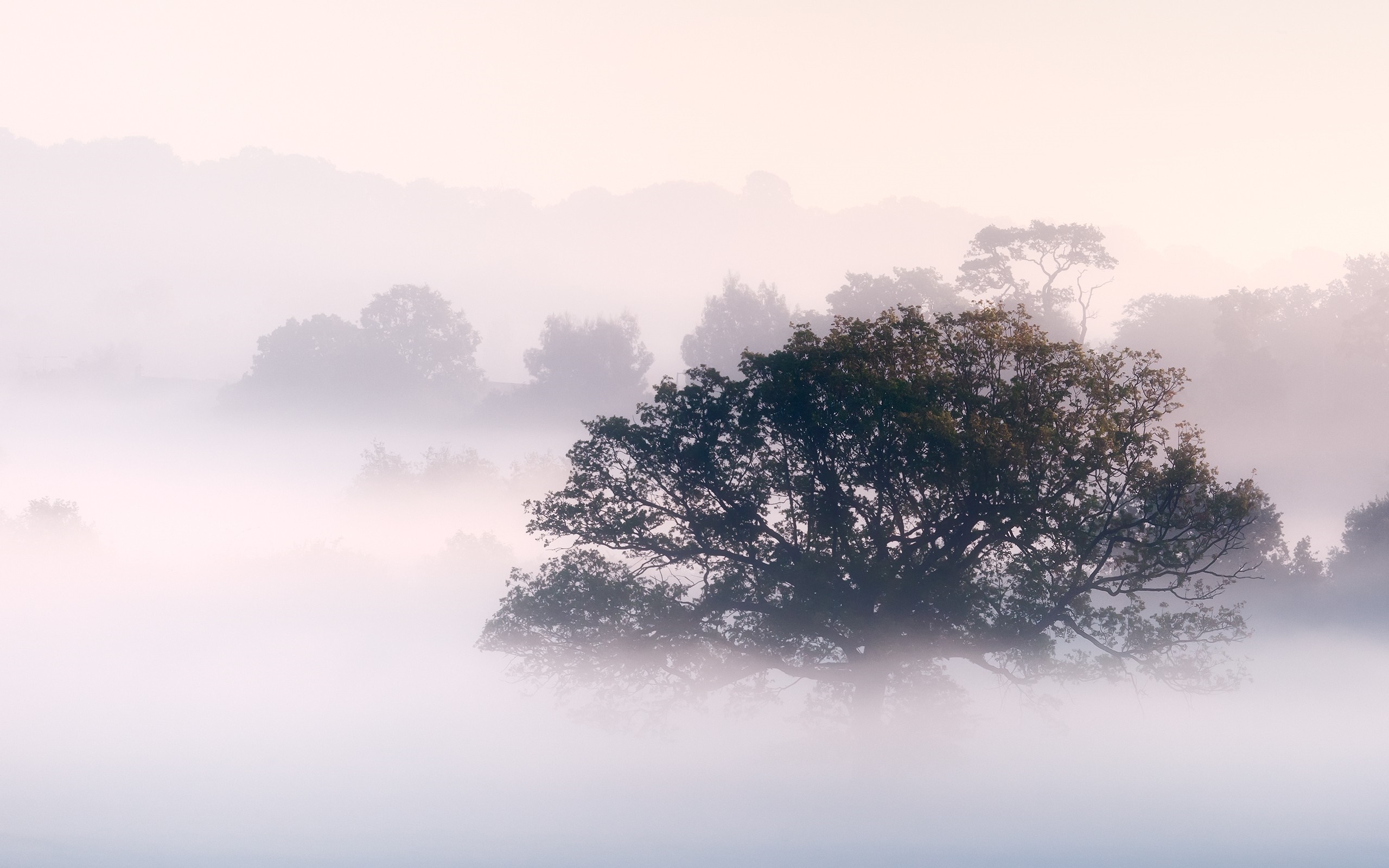 Misty morning landscape with trees and hills HD Wallpaper