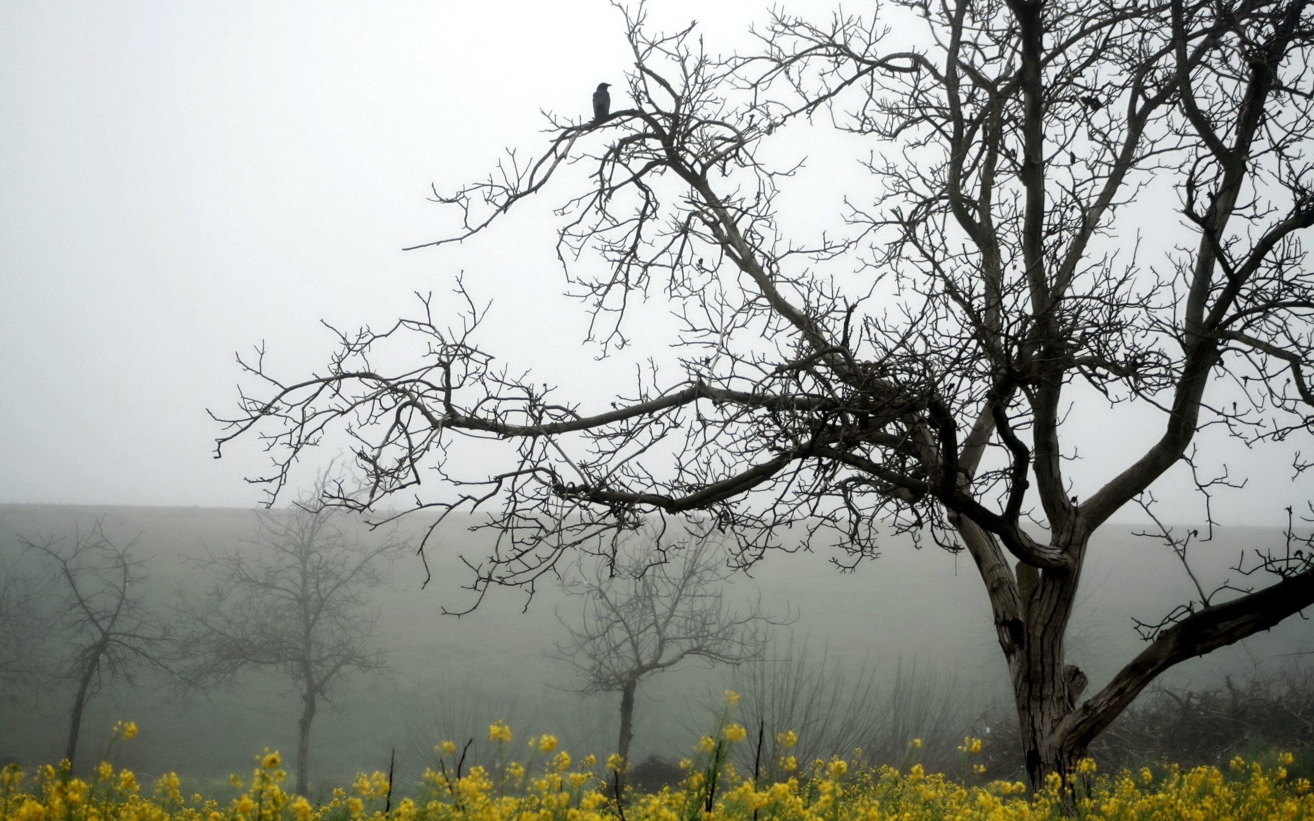 Bare trees in fog with yellow flowers HD Wallpaper