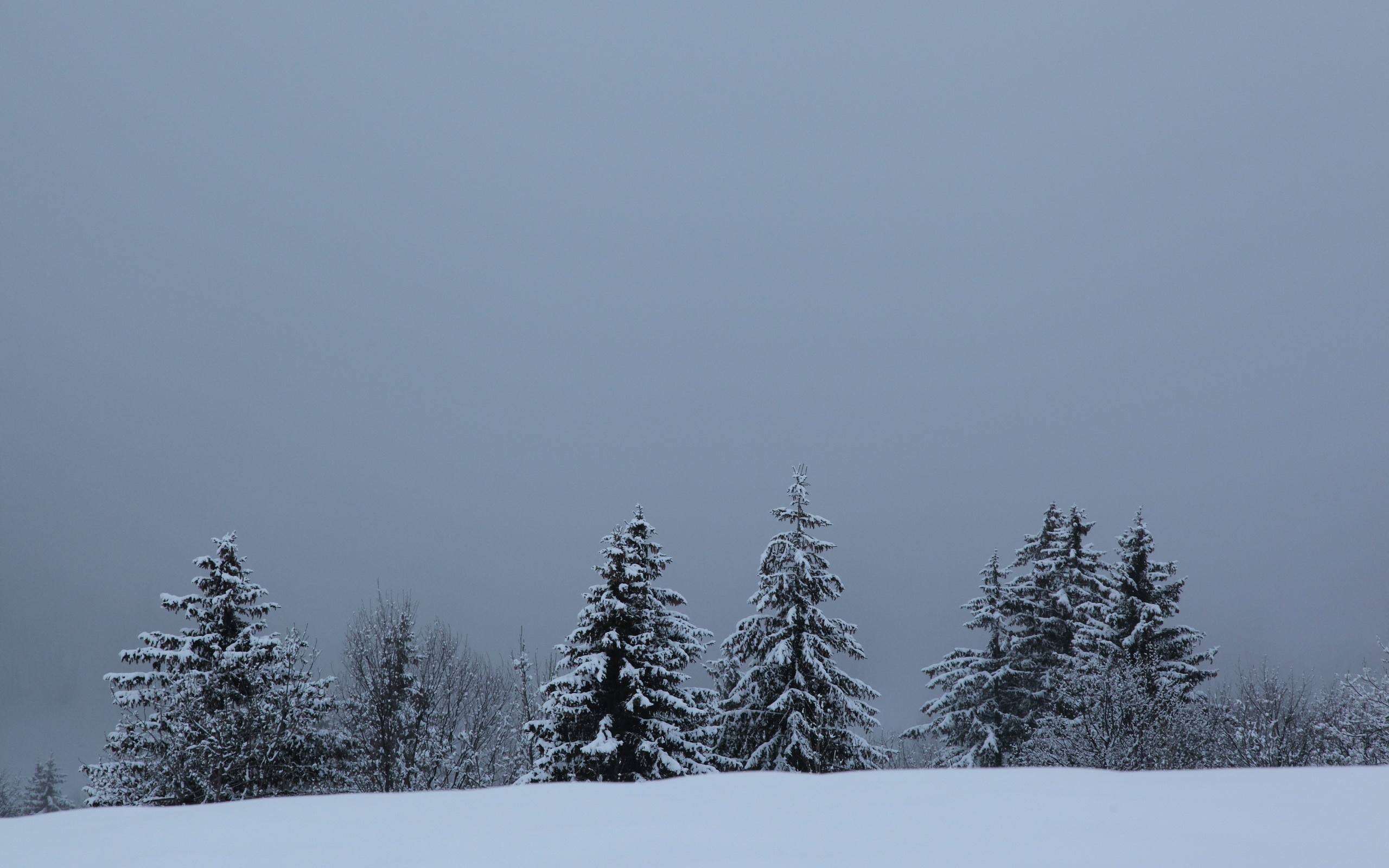 Snow-covered evergreen trees on a hill under a gray sky HD Wallpaper