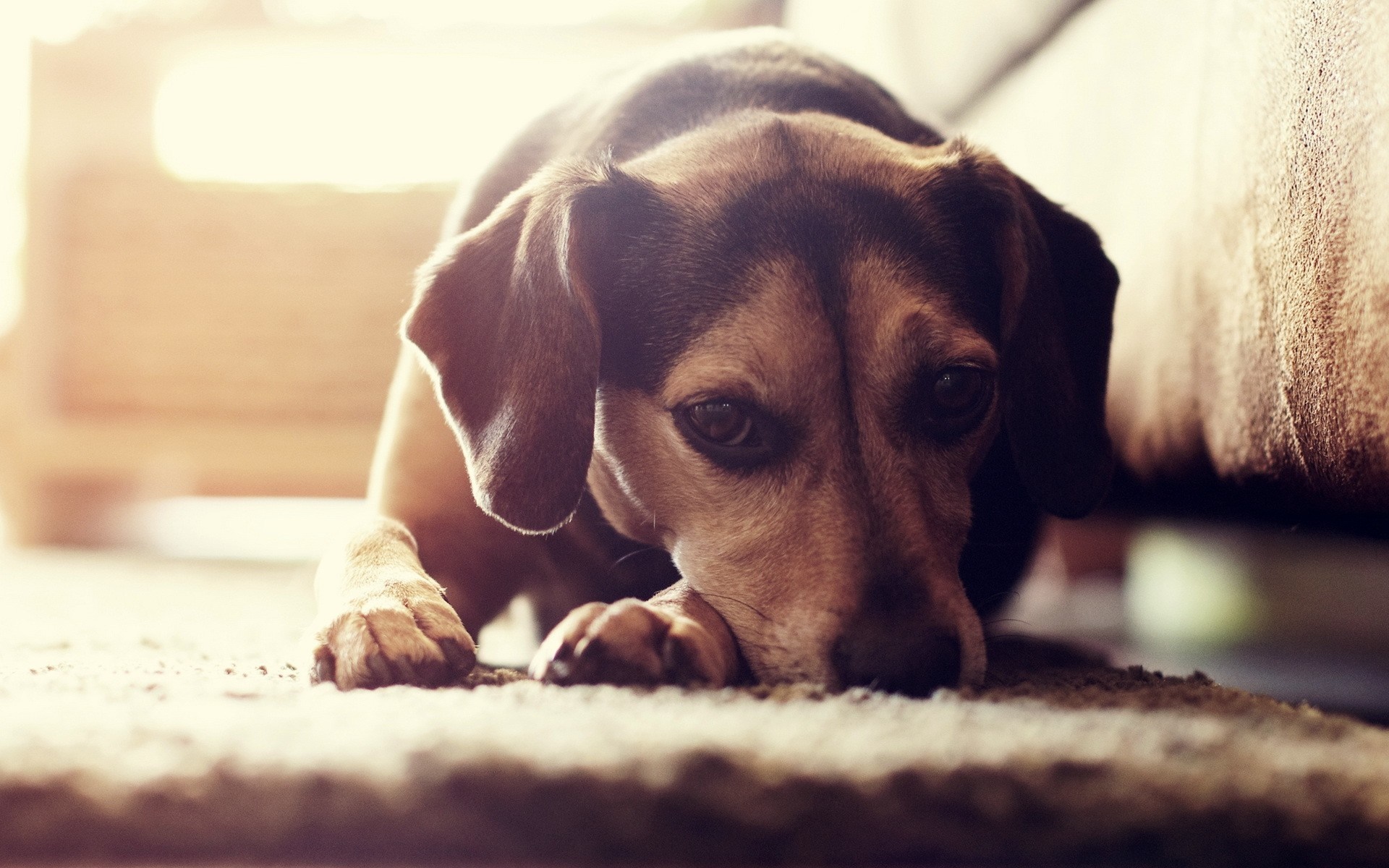 Close up of a sad beagle dog lying down HD Wallpaper