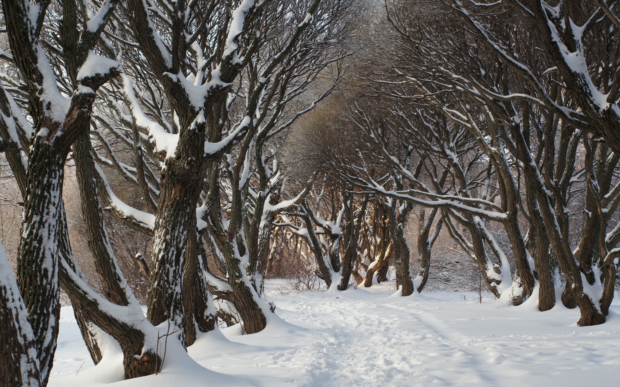 Snow-covered trees lining a path in winter HD Wallpaper
