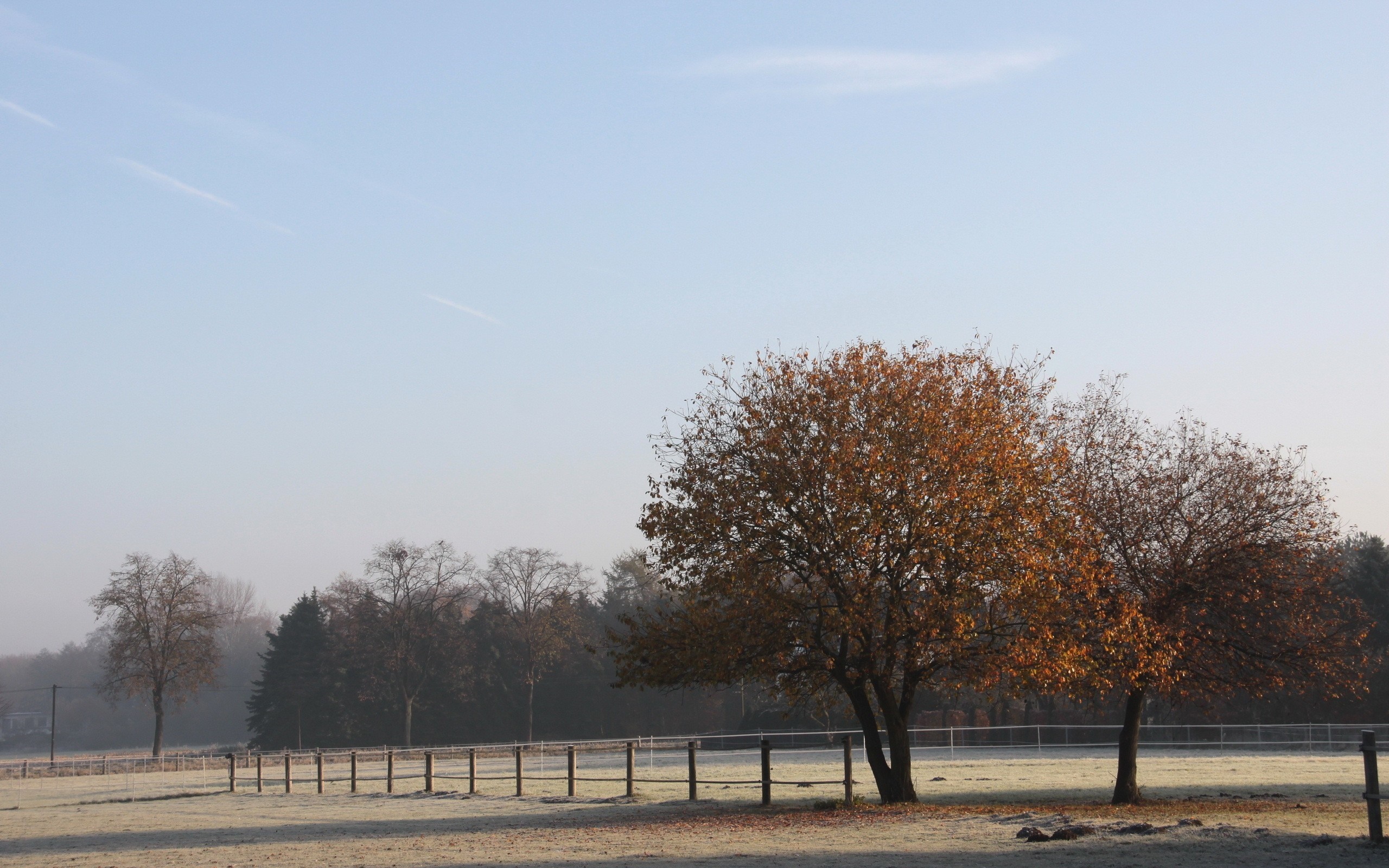 Autumn trees in a frosty field with a fence HD Wallpaper