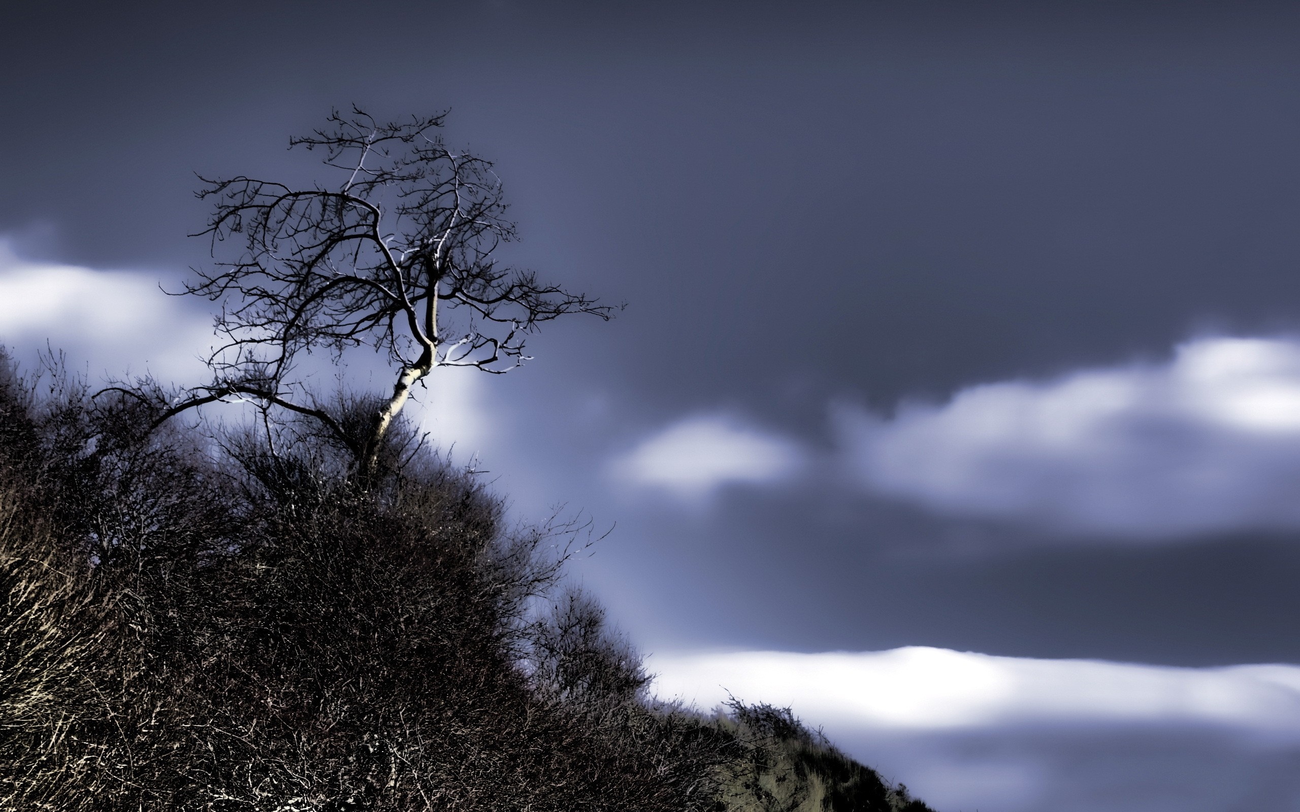 Bare tree on a hill under stormy clouds HD Wallpaper