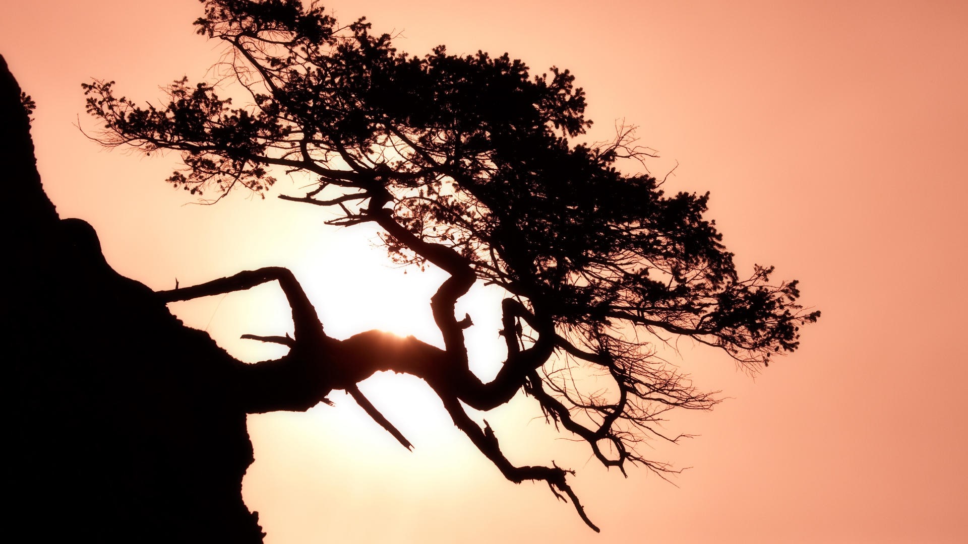 Silhouette of a tree against the sunset sky HD Wallpaper