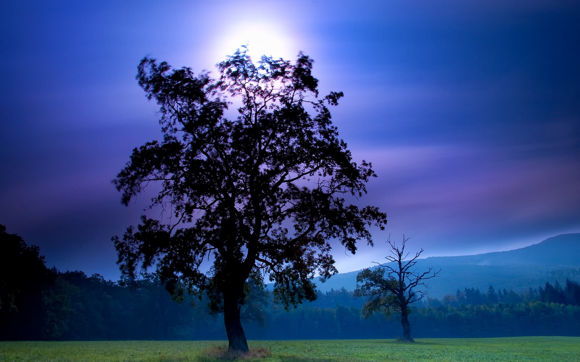 Silhouette of trees against a purple sky HD Wallpaper