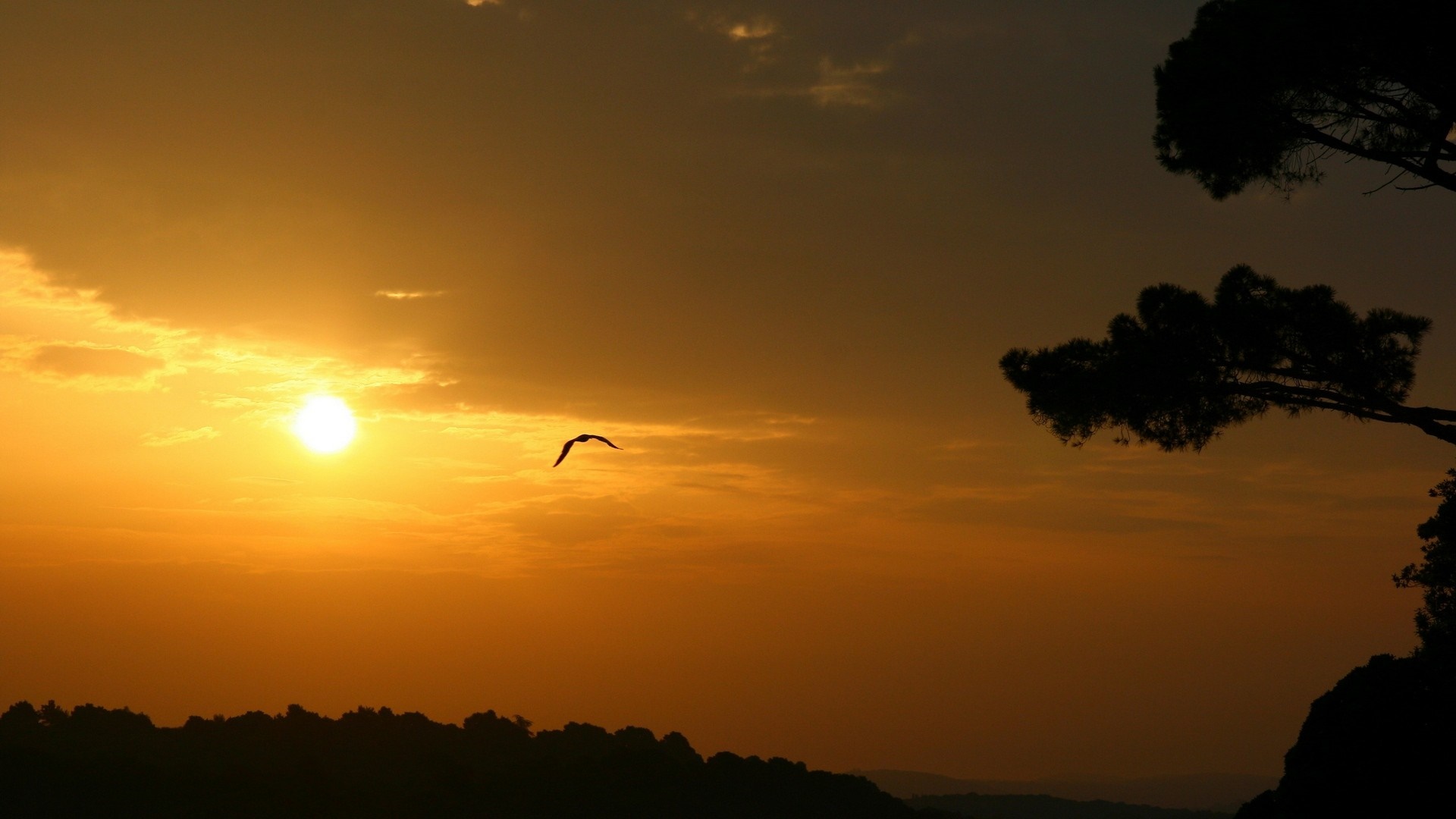 Silhouette of a bird flying at sunset over a forest HD Wallpaper