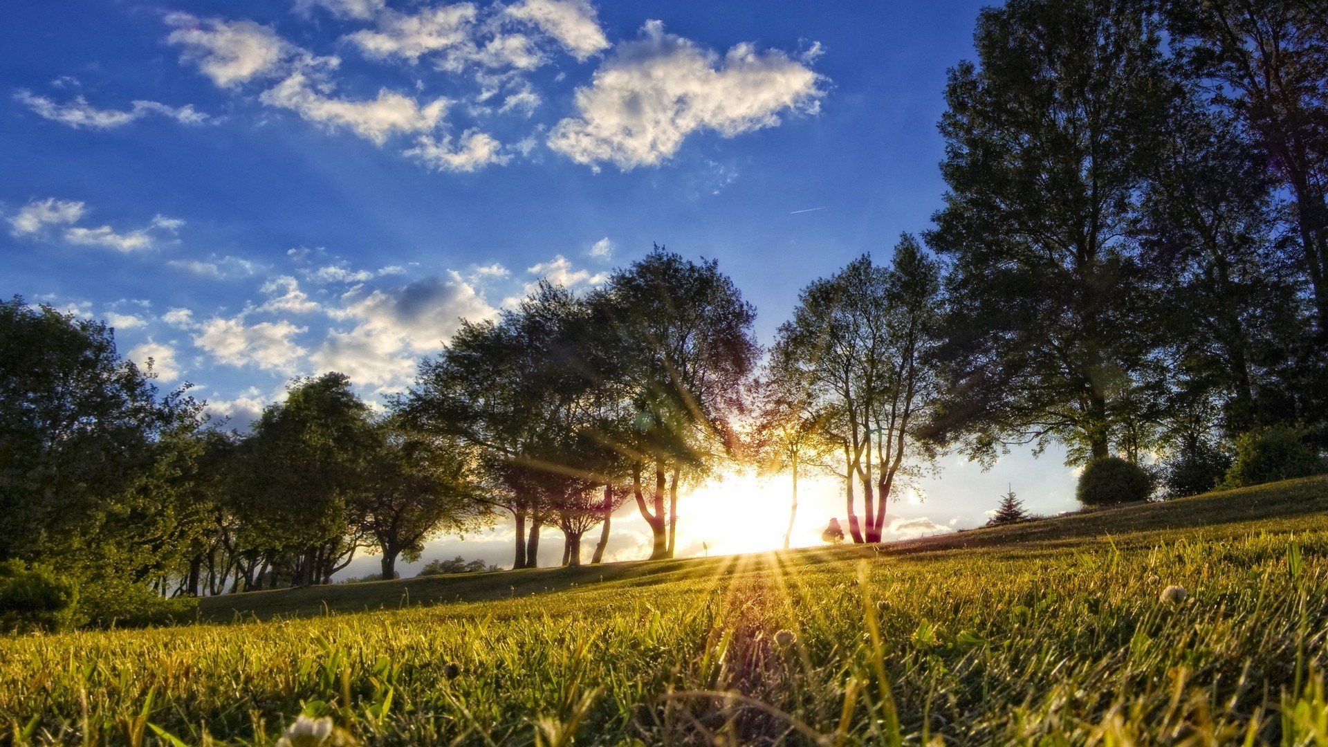 Sunlight filtering through trees in a grassy landscape at sunset HD Wallpaper