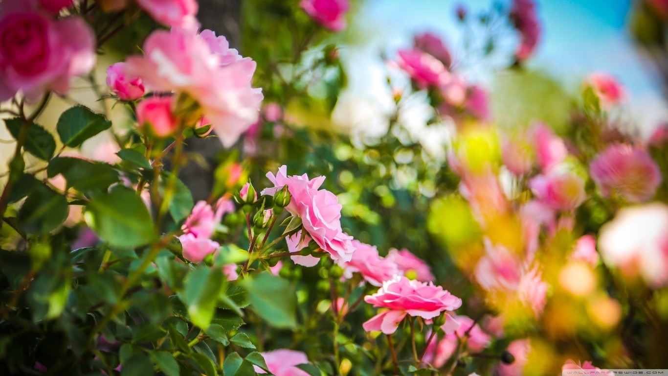 Pink roses in bloom with green leaves HD Wallpaper