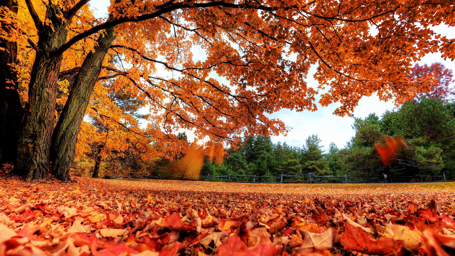 Autumn landscape with fallen leaves and trees HD Wallpaper