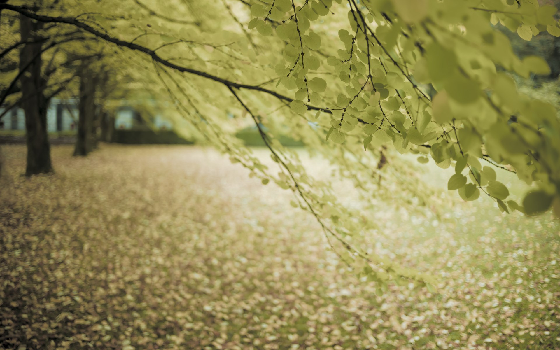 Autumn park with fallen leaves and trees HD Wallpaper