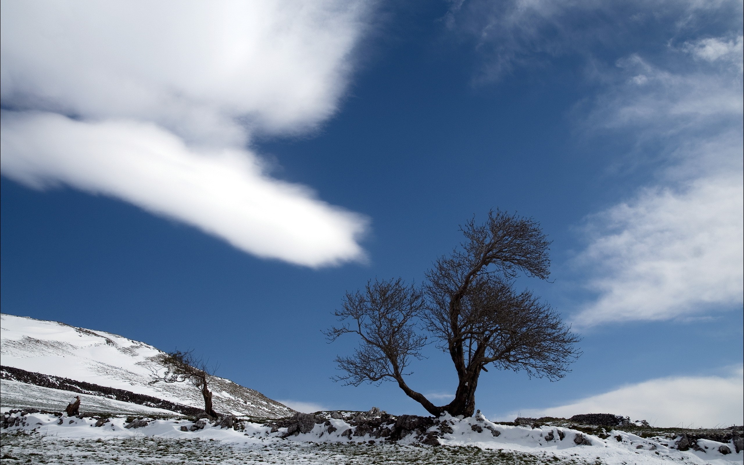 Bare tree on a snowy mountain landscape under a blue sky HD Wallpaper