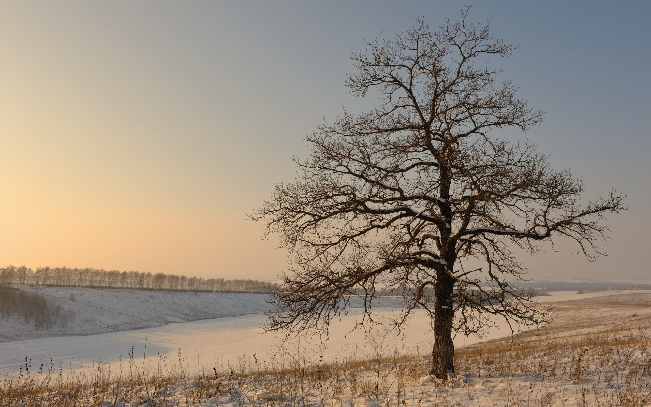 Bare tree in a snowy landscape at dawn HD Wallpaper
