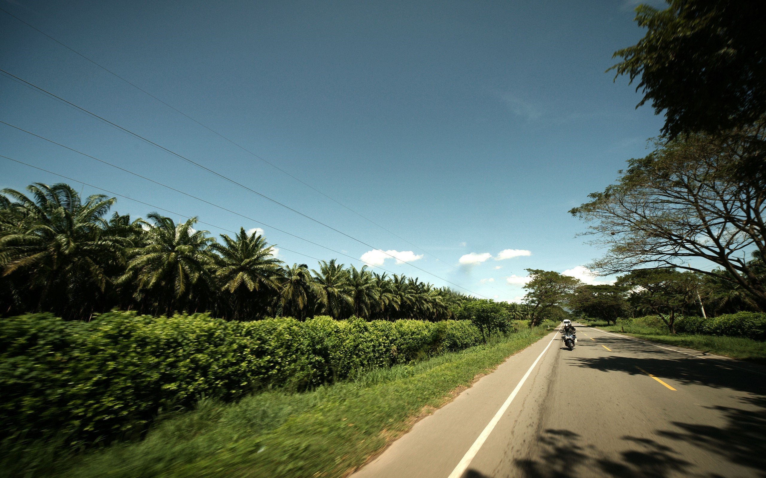 Motorcyclist on a road lined with palm trees HD Wallpaper