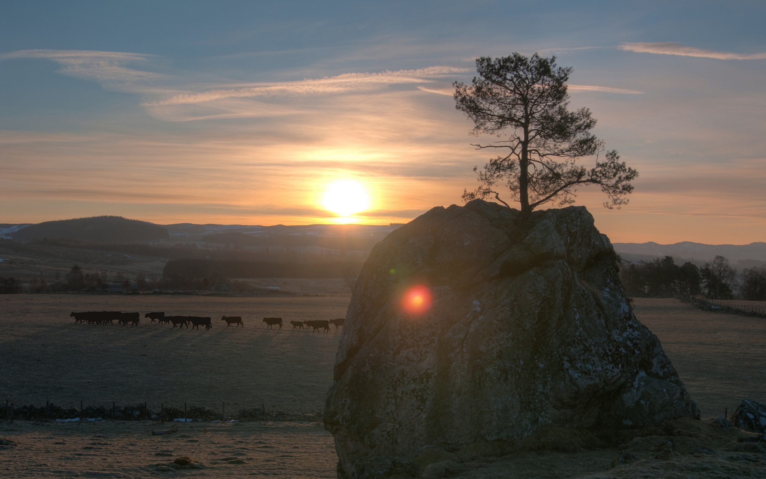 Cows grazing at sunrise near a large rock with a tree HD Wallpaper