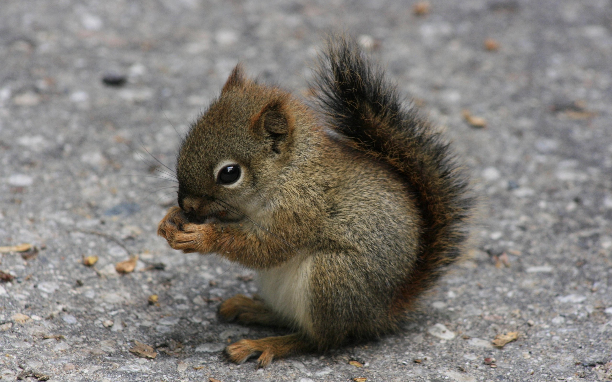 A baby squirrel eating on the ground HD Wallpaper