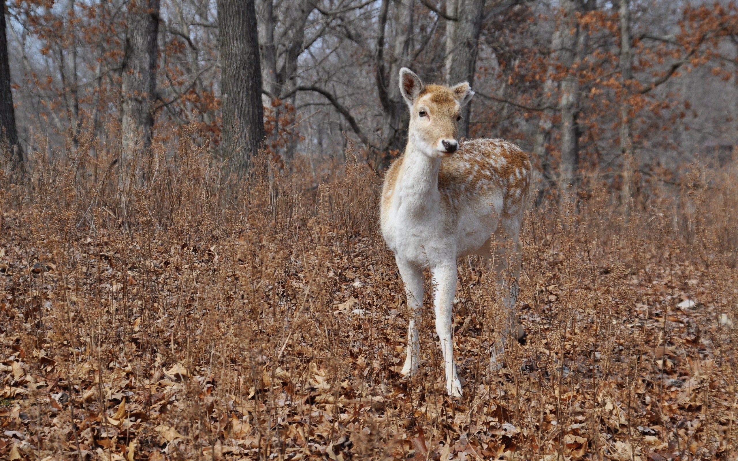 A young deer stands in a forest with dry leaves HD Wallpaper