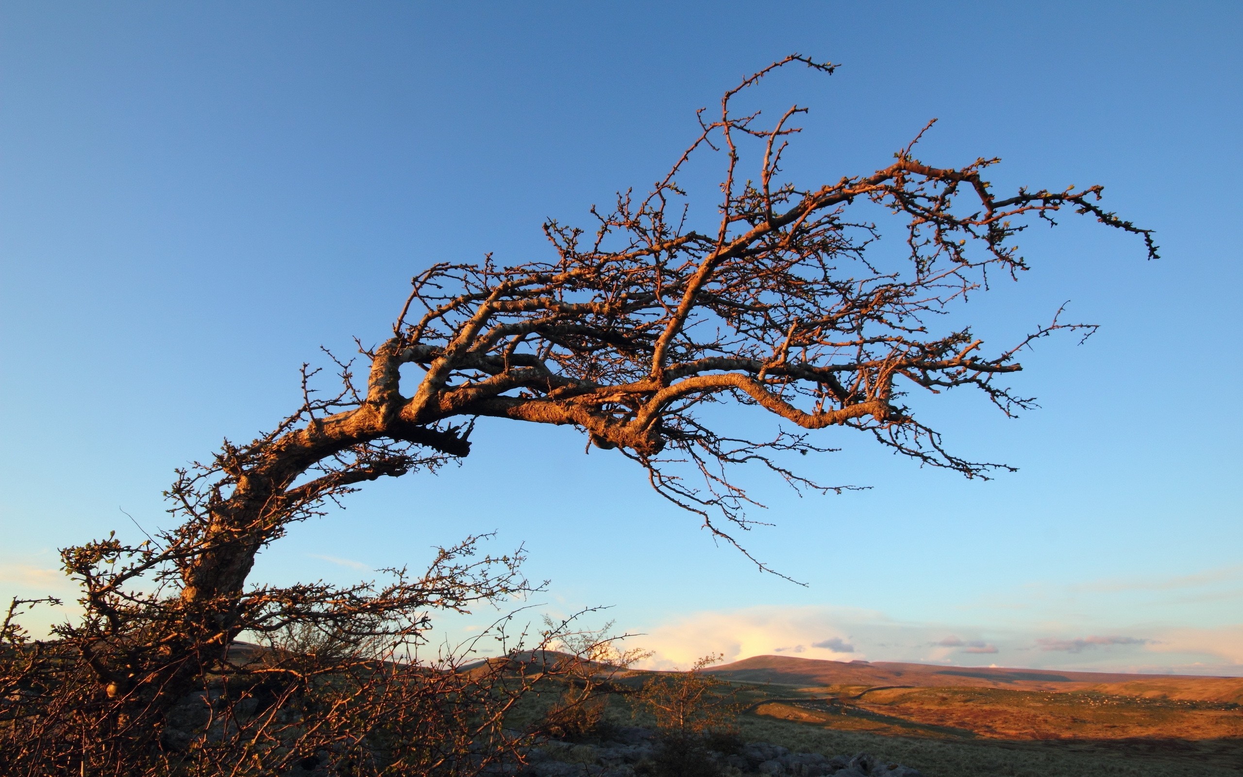Bent tree against a clear blue sky at sunset HD Wallpaper