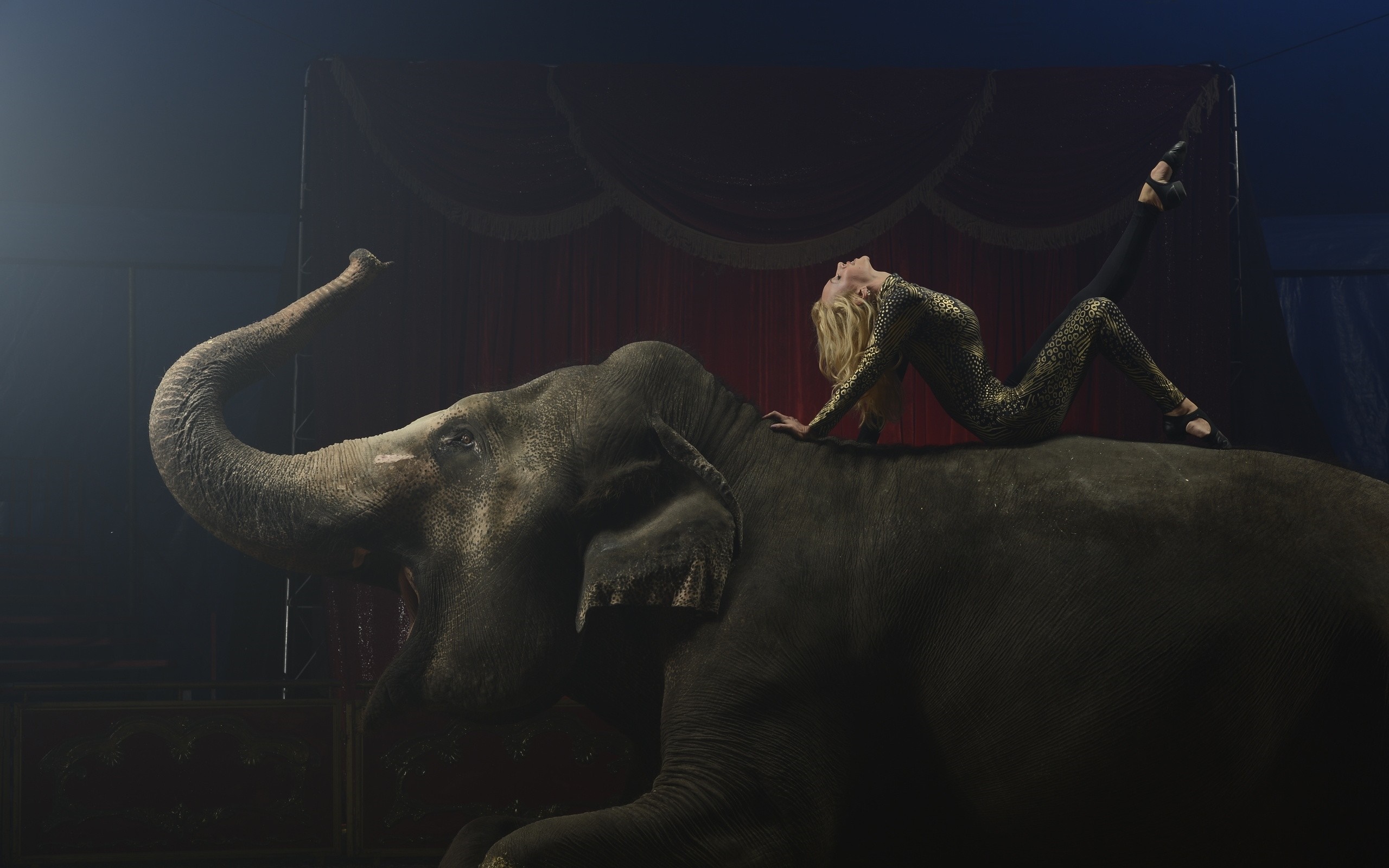 Circus performer on an elephant HD Wallpaper