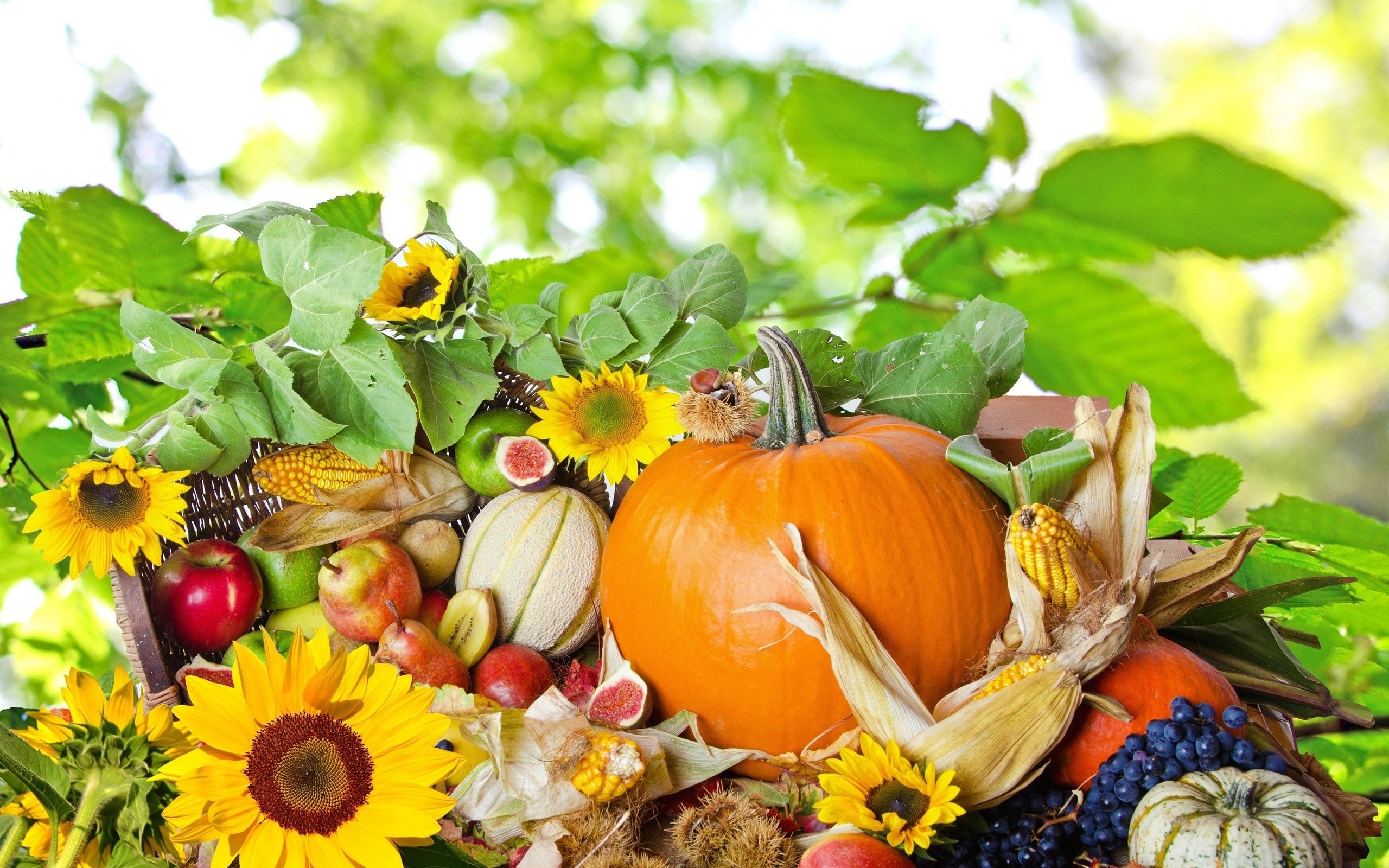 Autumn harvest of pumpkins, fruits, and sunflowers HD Wallpaper