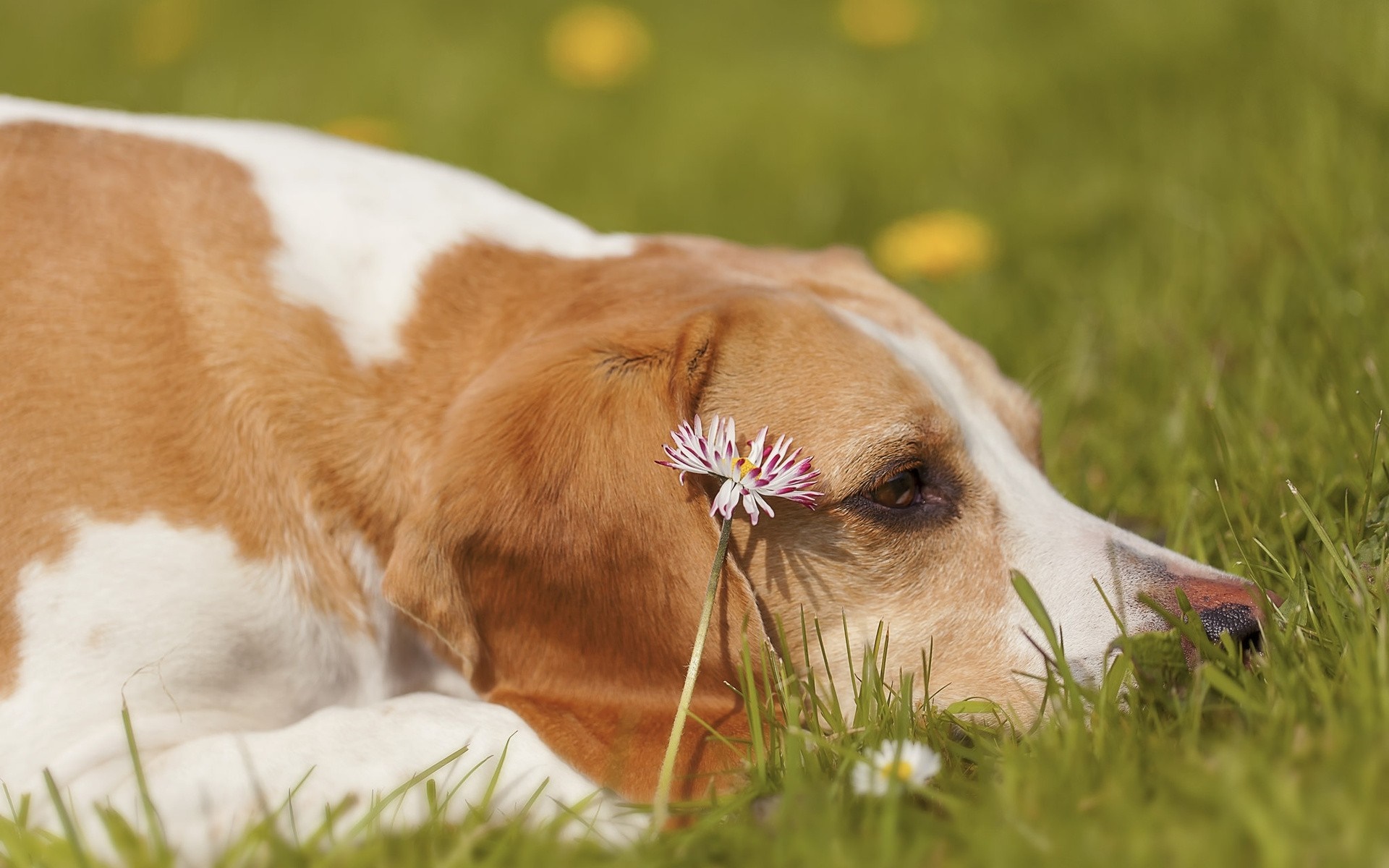 Beagle dog lying in green grass with a daisy HD Wallpaper