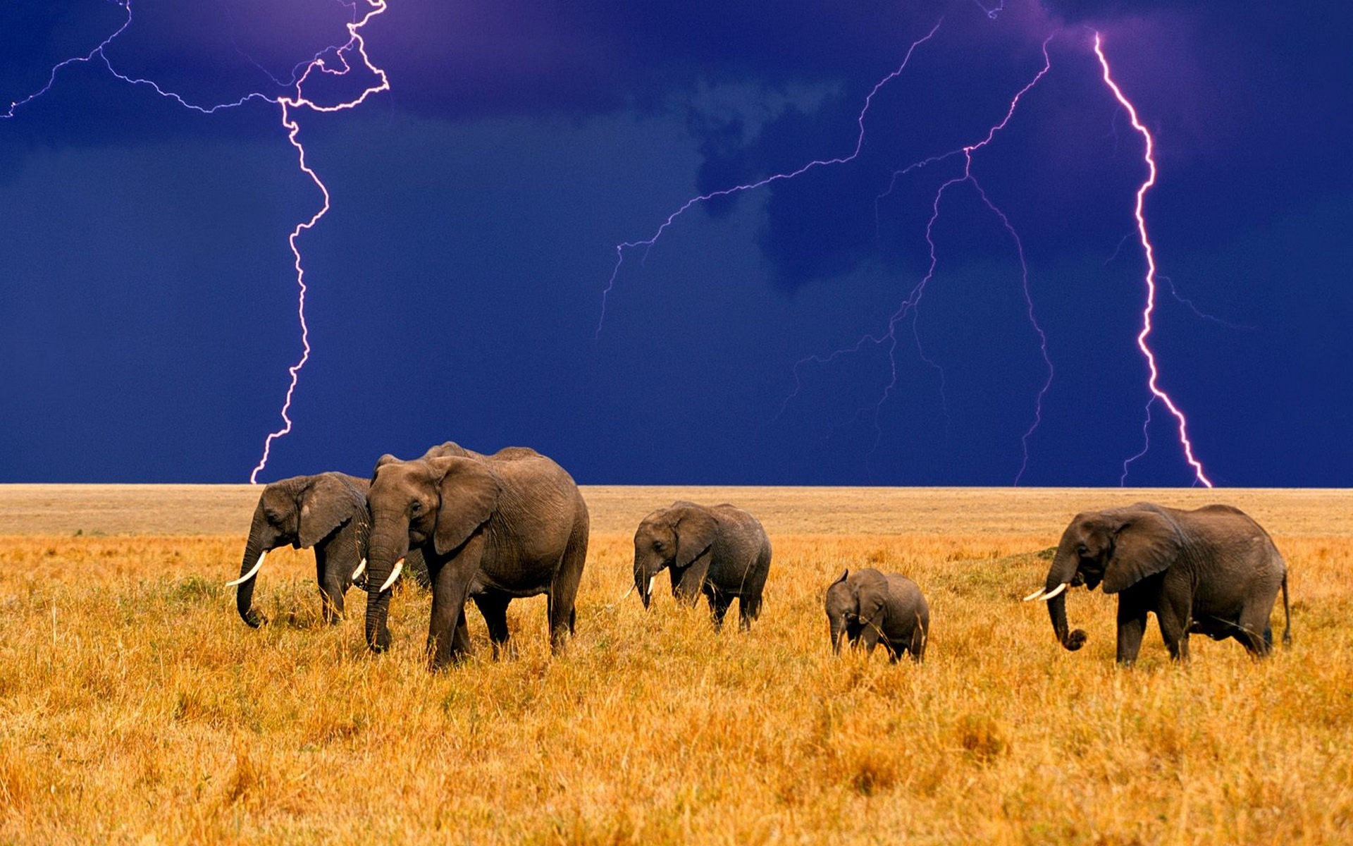 Elephants in a savanna during a lightning storm HD Wallpaper