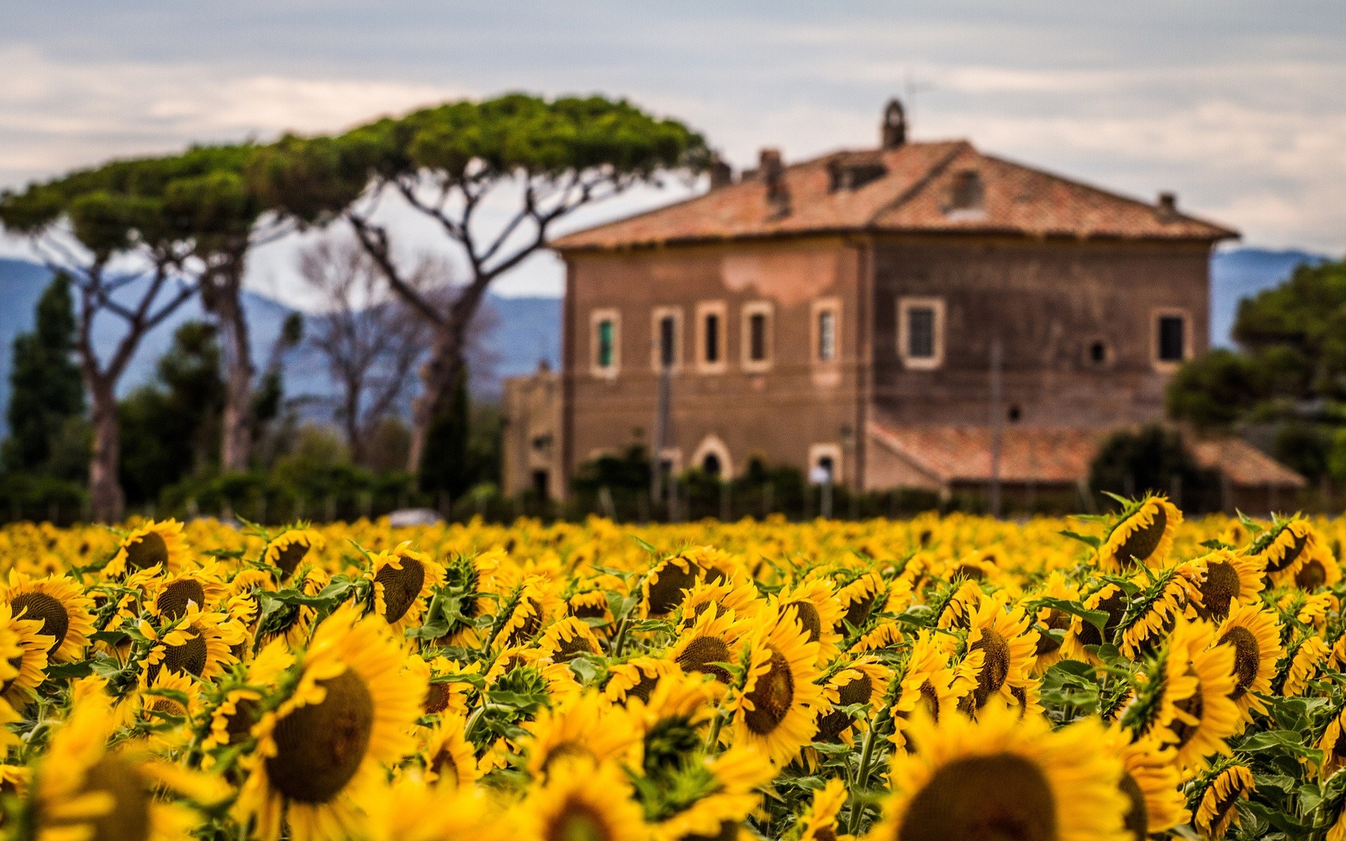 Field of sunflowers with a house and trees HD Wallpaper