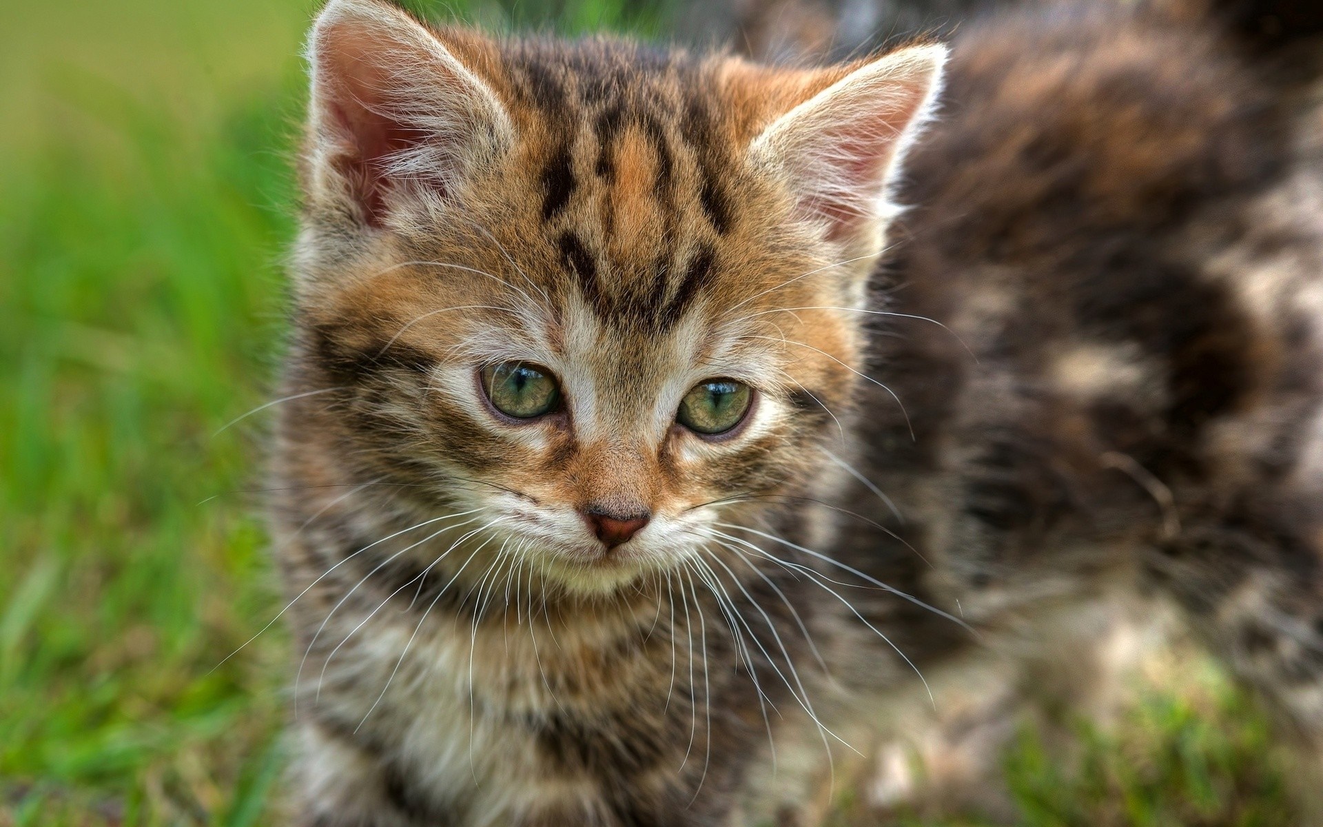 A close-up of a tabby kitten with green eyes HD Wallpaper