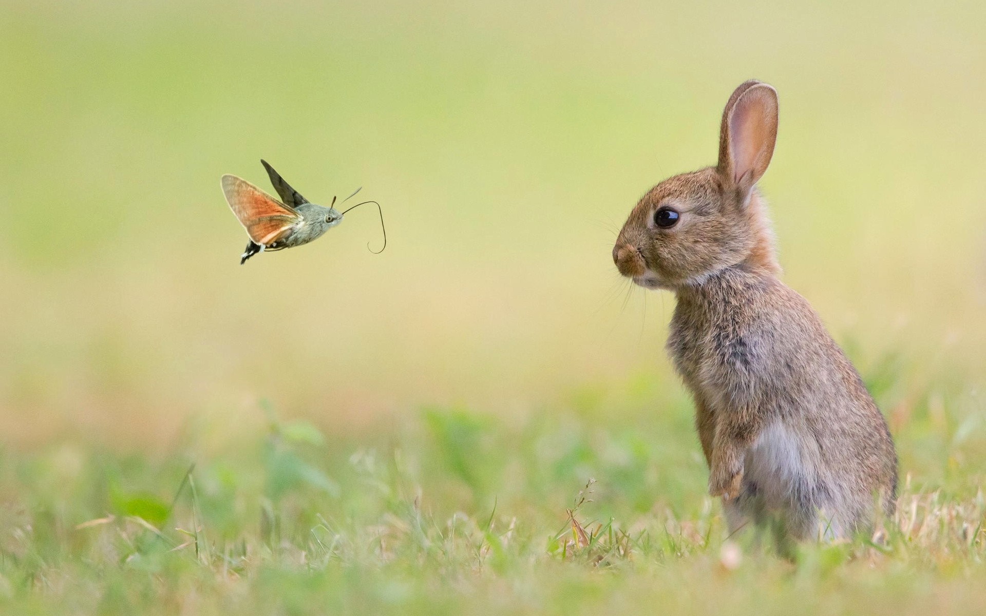 Hummingbird moth interacts with a young rabbit in a grassy field HD Wallpaper