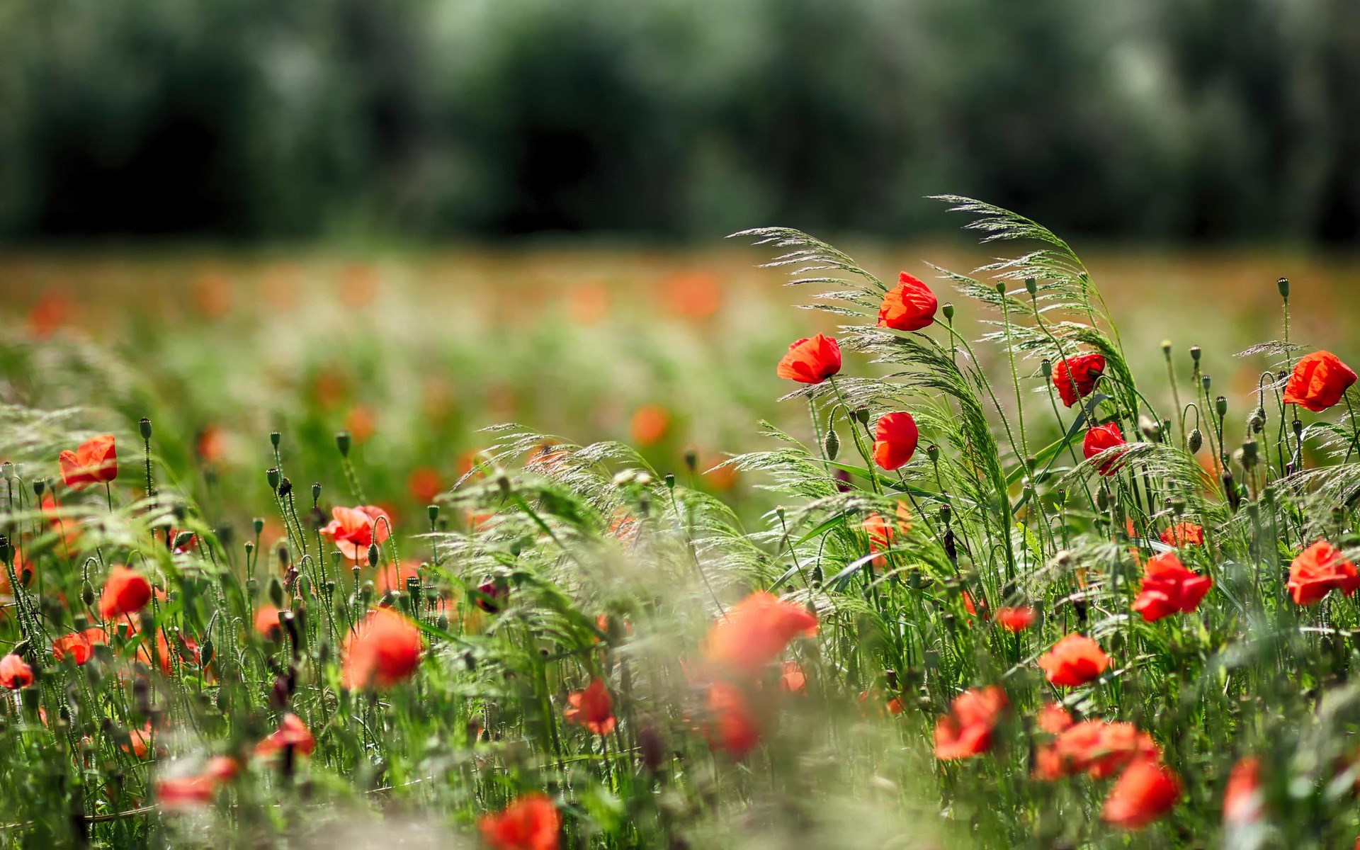 Field of red poppies and tall grass HD Wallpaper