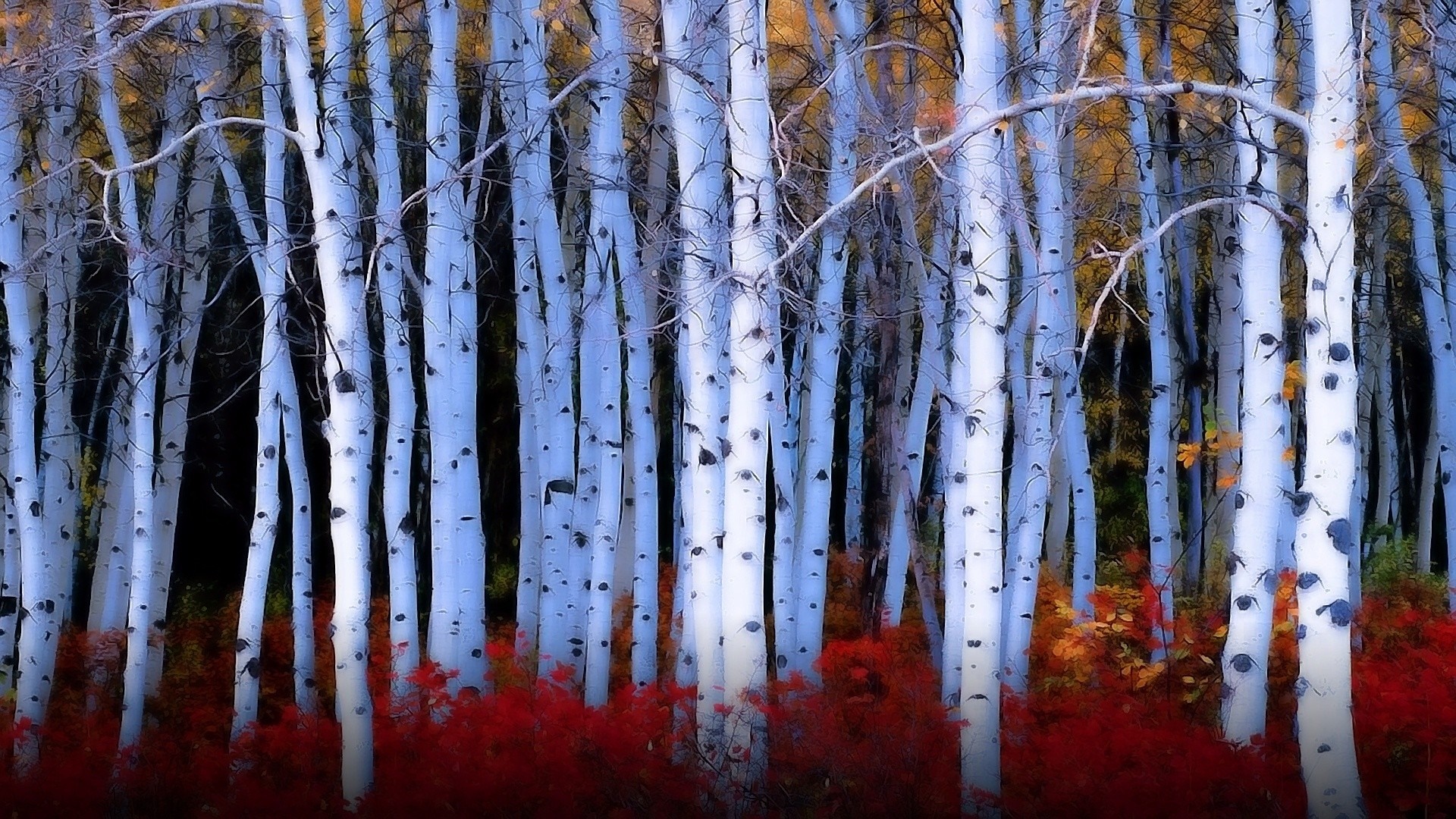 Birch trees with red foliage in autumn forest HD Wallpaper