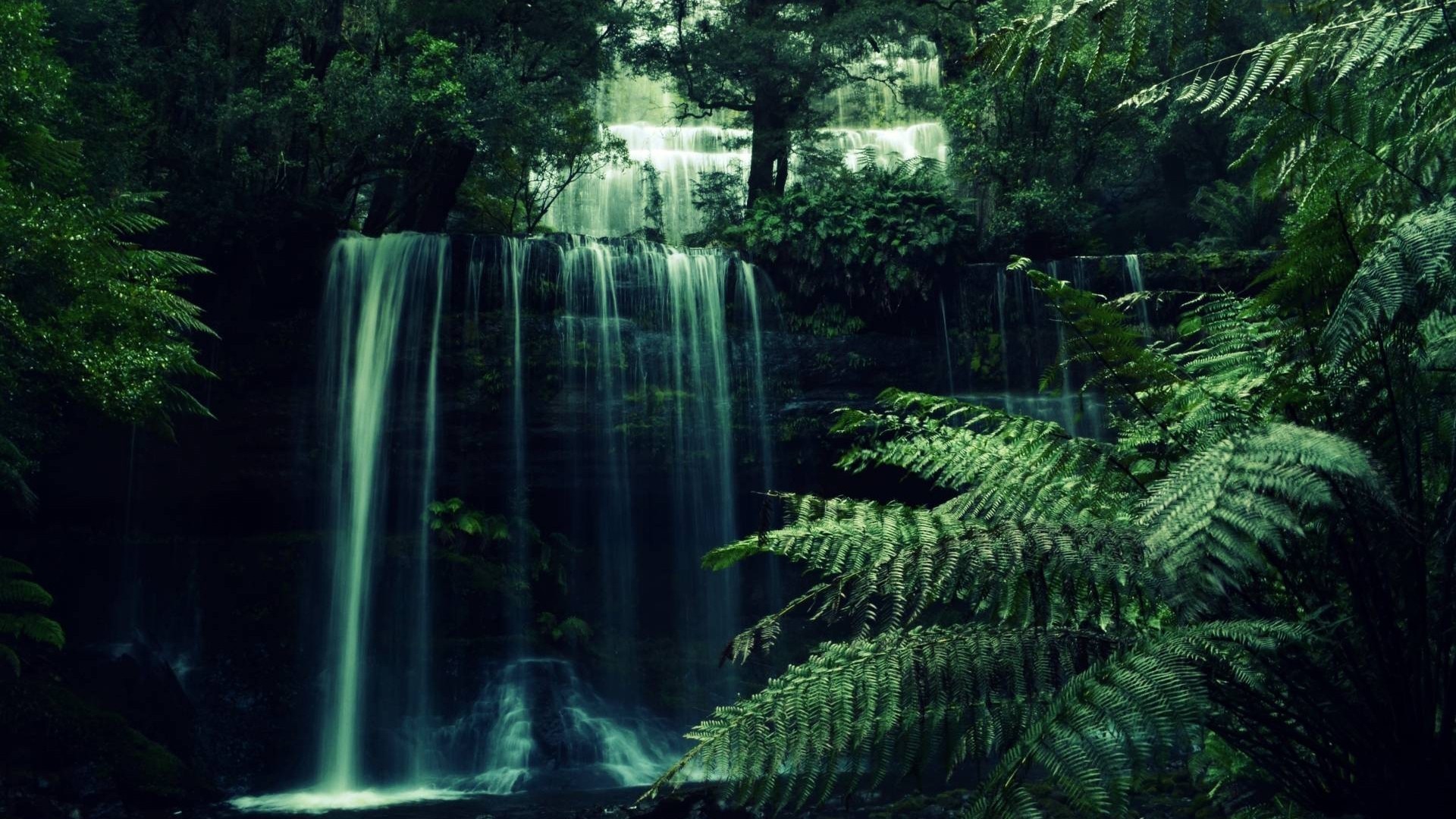 Waterfall in a dense, green rainforest with ferns HD Wallpaper