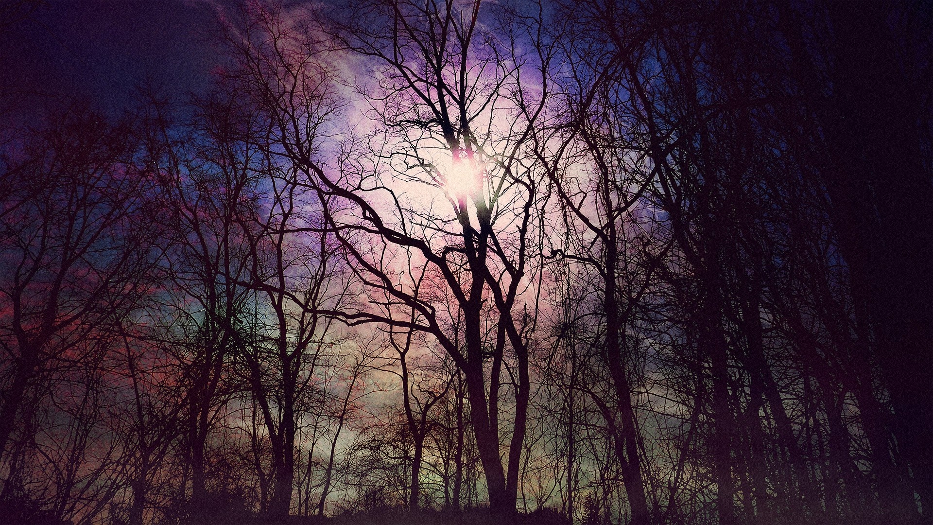 Silhouetted trees against a colorful sunset sky HD Wallpaper