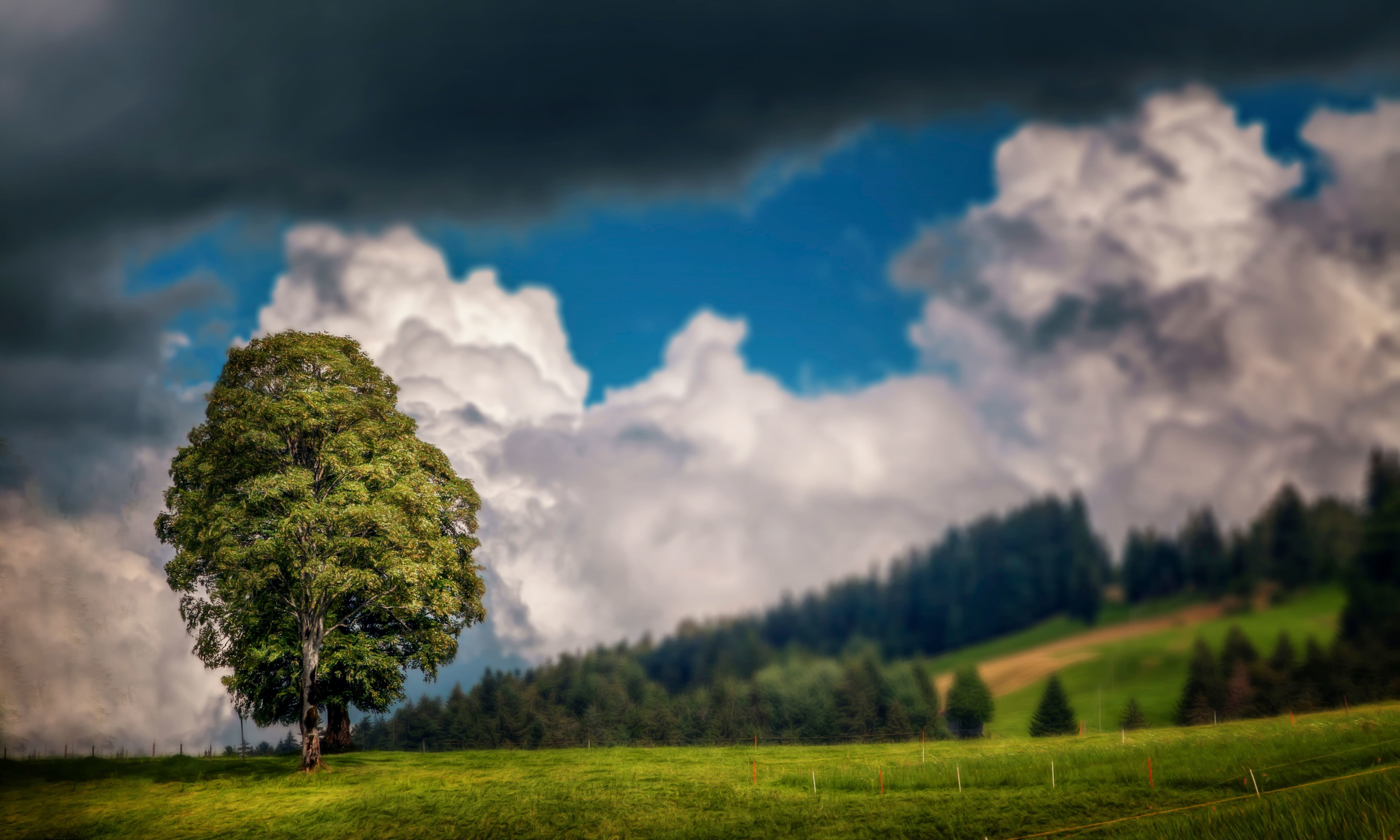 Lone tree in a grassy field under dramatic clouds HD Wallpaper