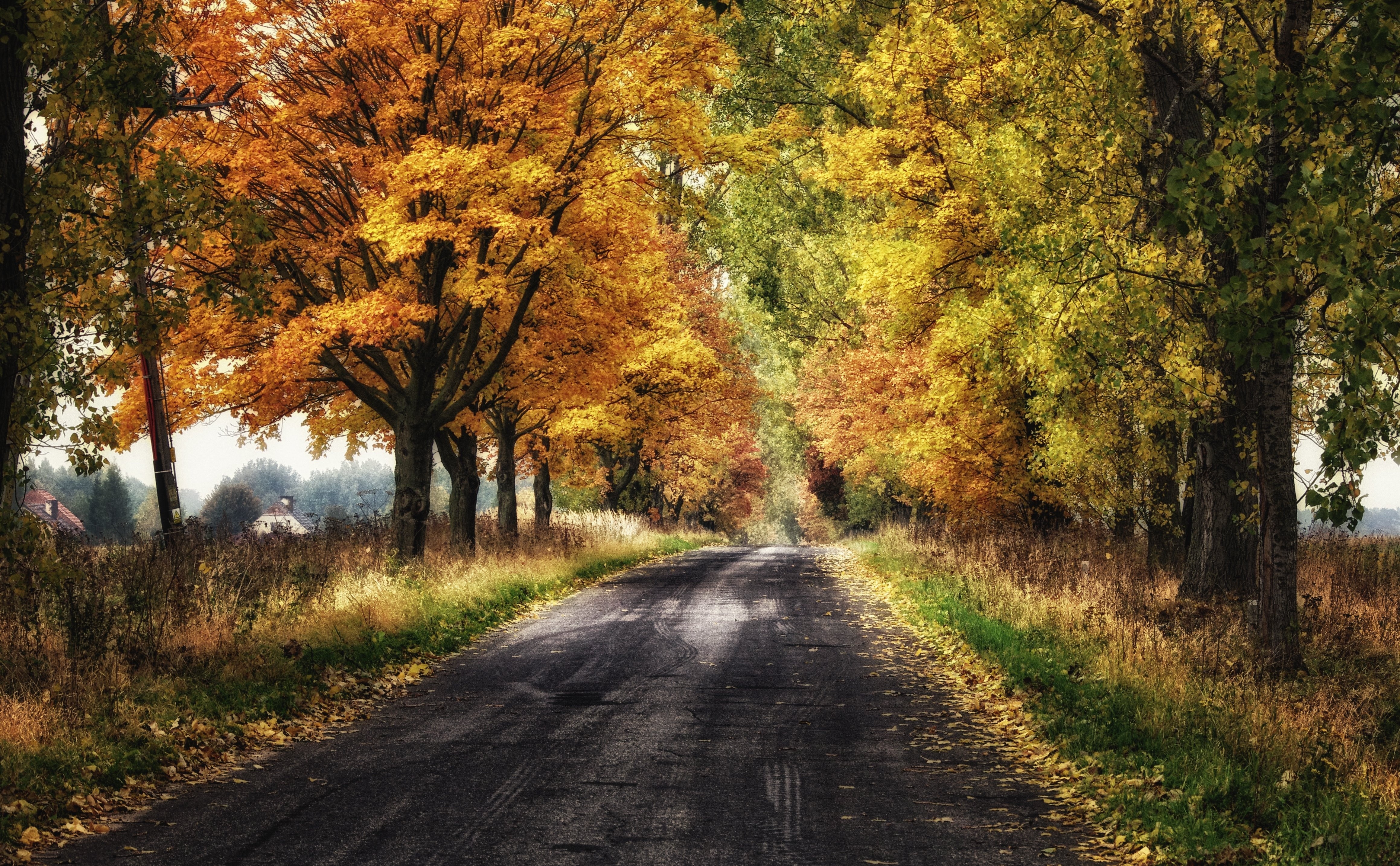 Road lined with autumn trees HD Wallpaper