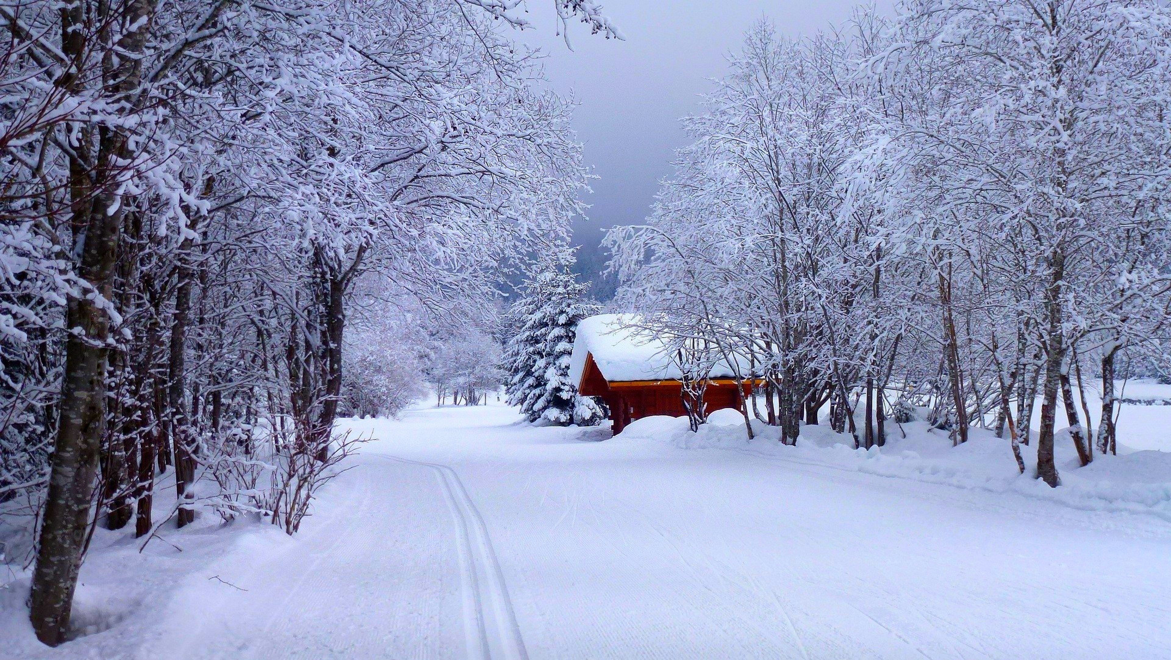 Snowy forest with a red cabin and cross-country ski tracks HD Wallpaper