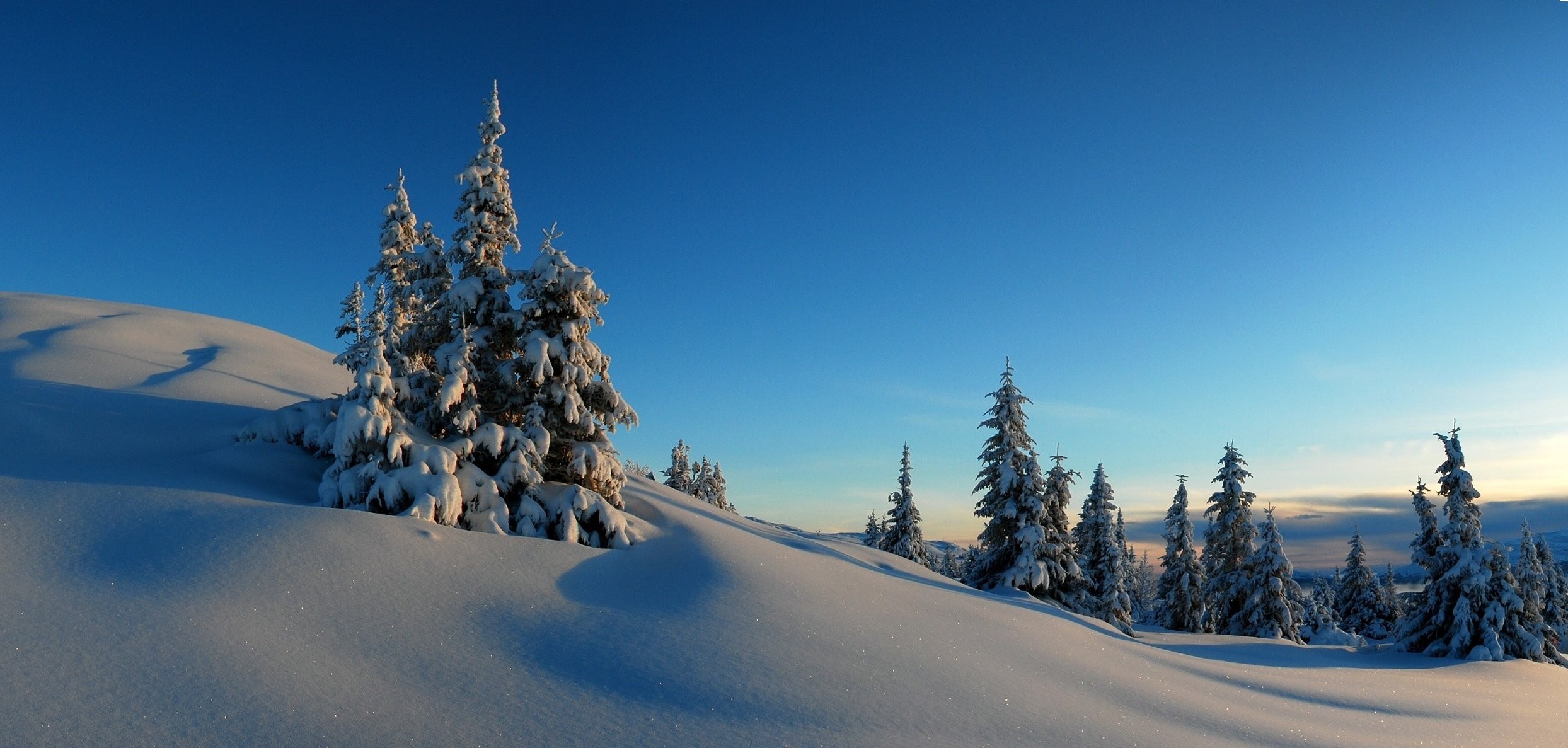 Snow-covered trees on a mountain slope under a clear blue sky HD Wallpaper