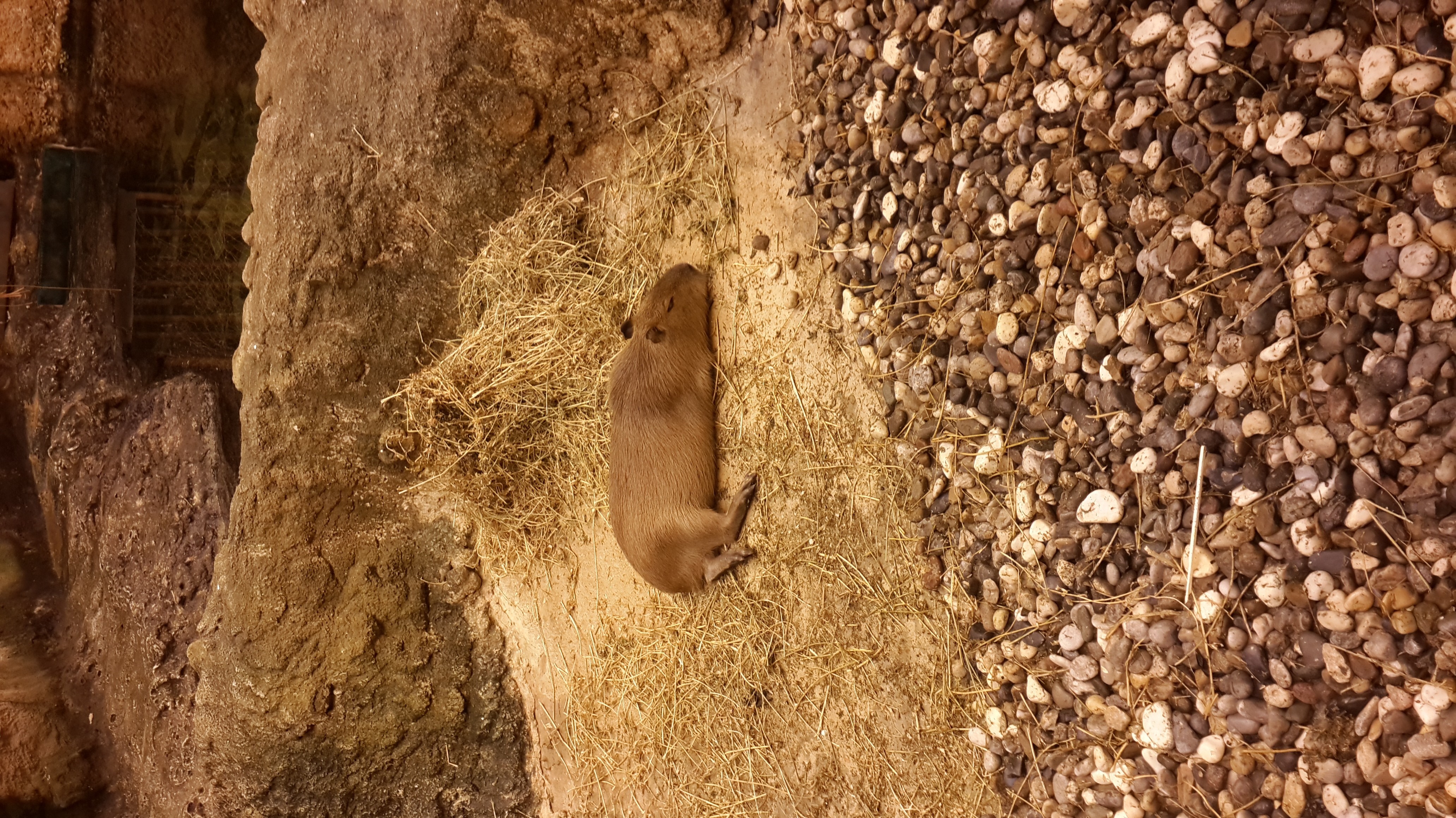 Capybara resting on straw near rocks and pebbles HD Wallpaper
