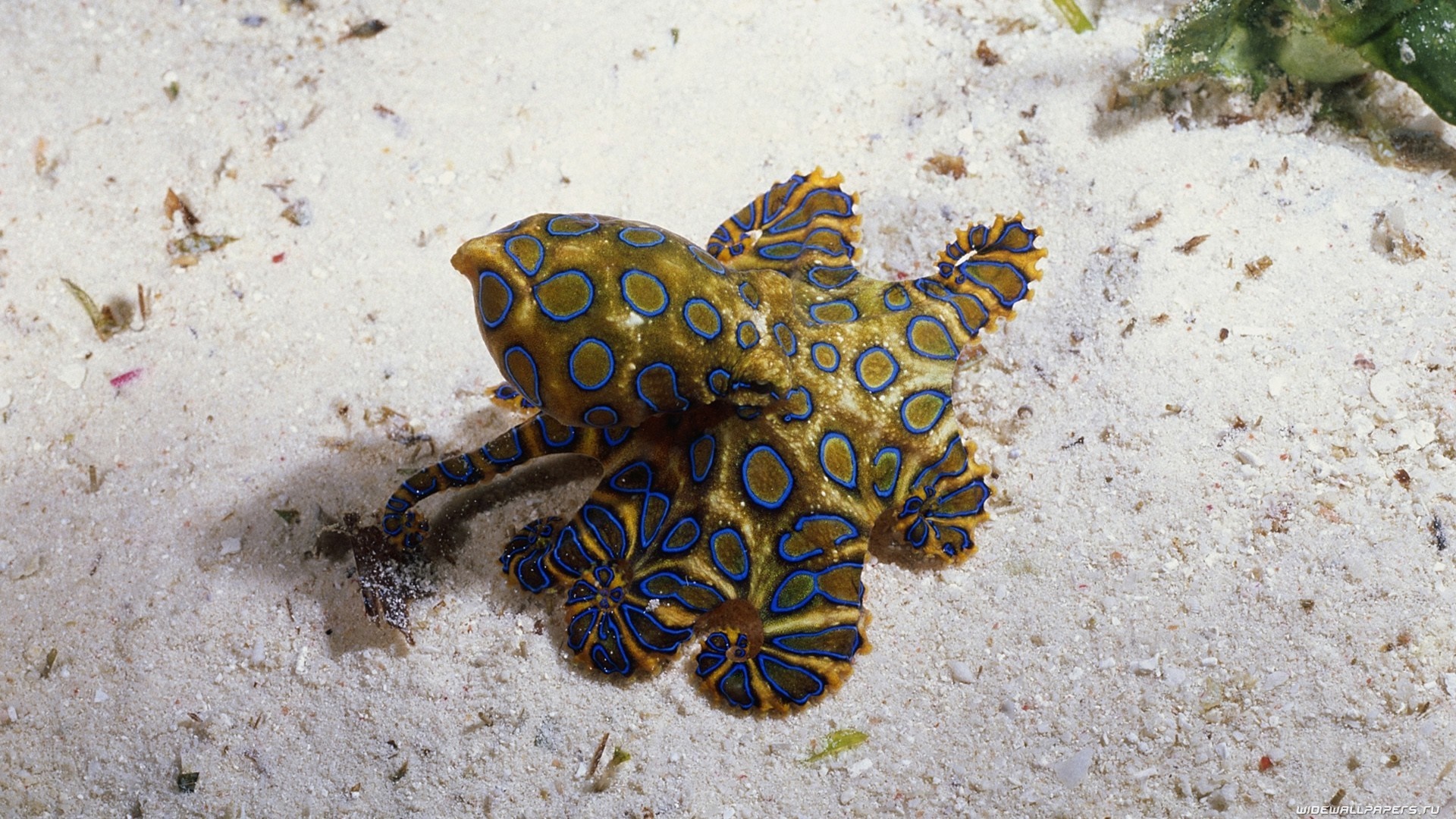 Blue-ringed octopus on sandy seabed HD Wallpaper