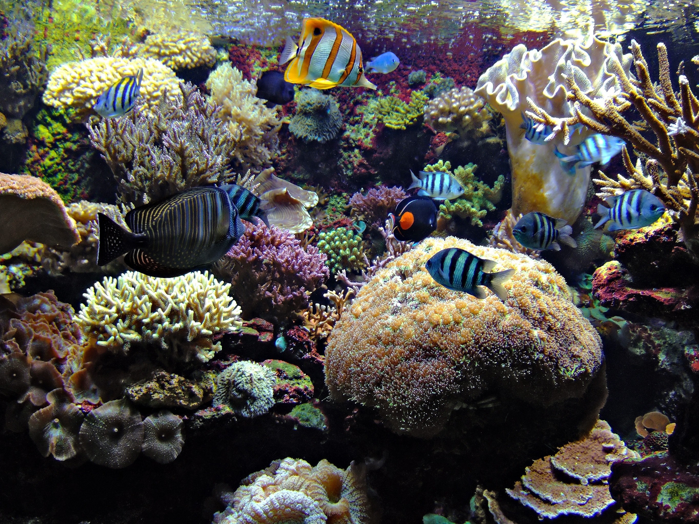 Colorful Coral Reef with Tropical Fish HD Wallpaper