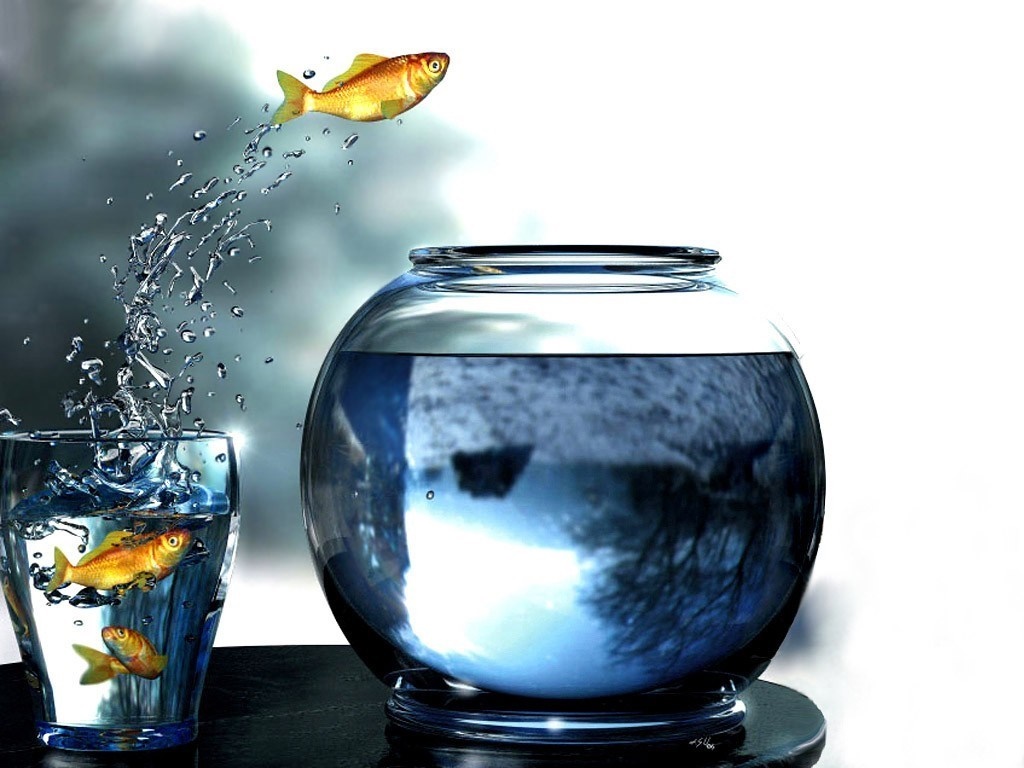 Goldfish jumping from a glass to a fishbowl HD Wallpaper