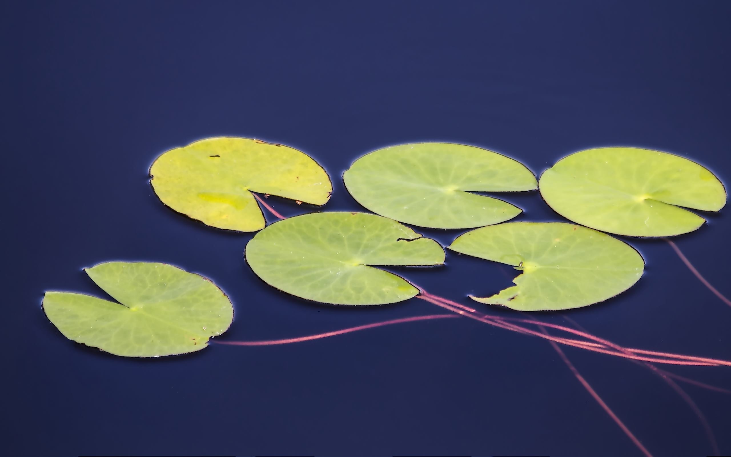 Lily pads floating on dark blue water HD Wallpaper