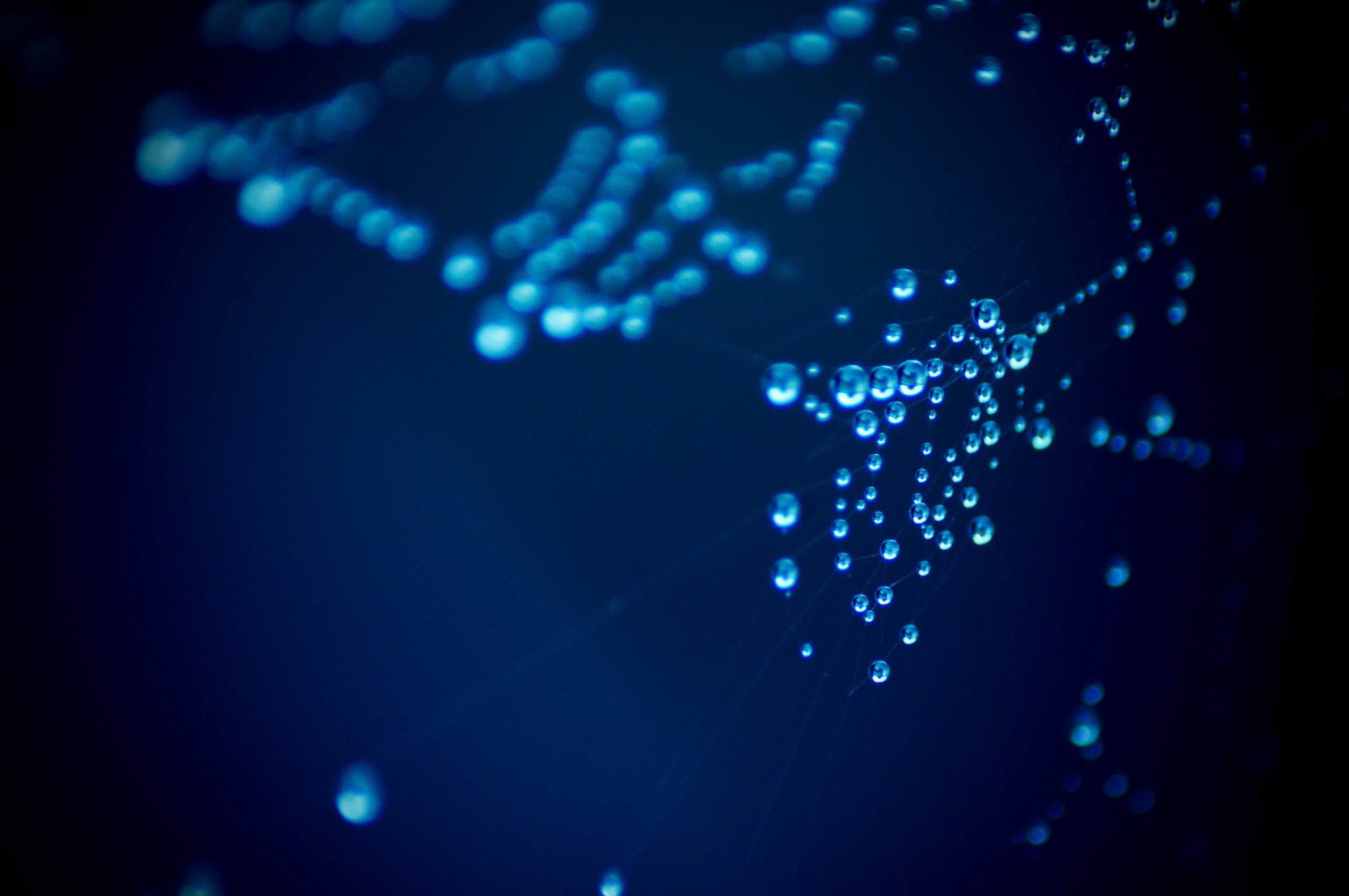 Macro shot of water drops on a spider web HD Wallpaper